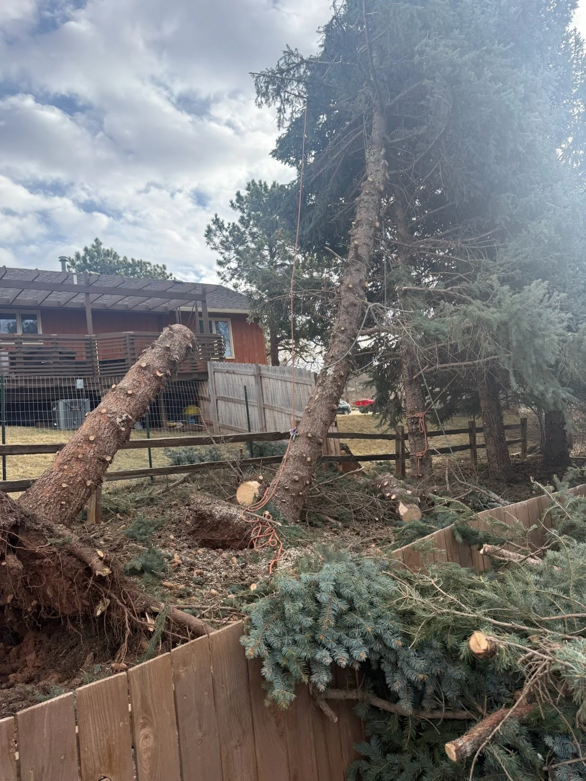 Fallen tree has caused damage in a backyard, knocking down a wooden fence and leaning against other trees, with cut logs and debris on the ground.