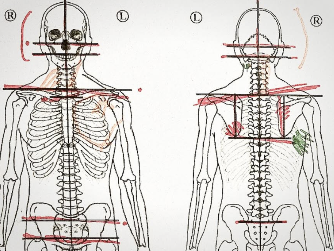 An anatomical diagram of the human skeleton with highlighted and annotated horizontal and vertical lines indicating specific body measurements or points of interest, with Latin letters and color markings for emphasis.