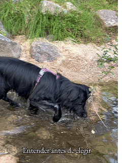 Perro explorando en un rio