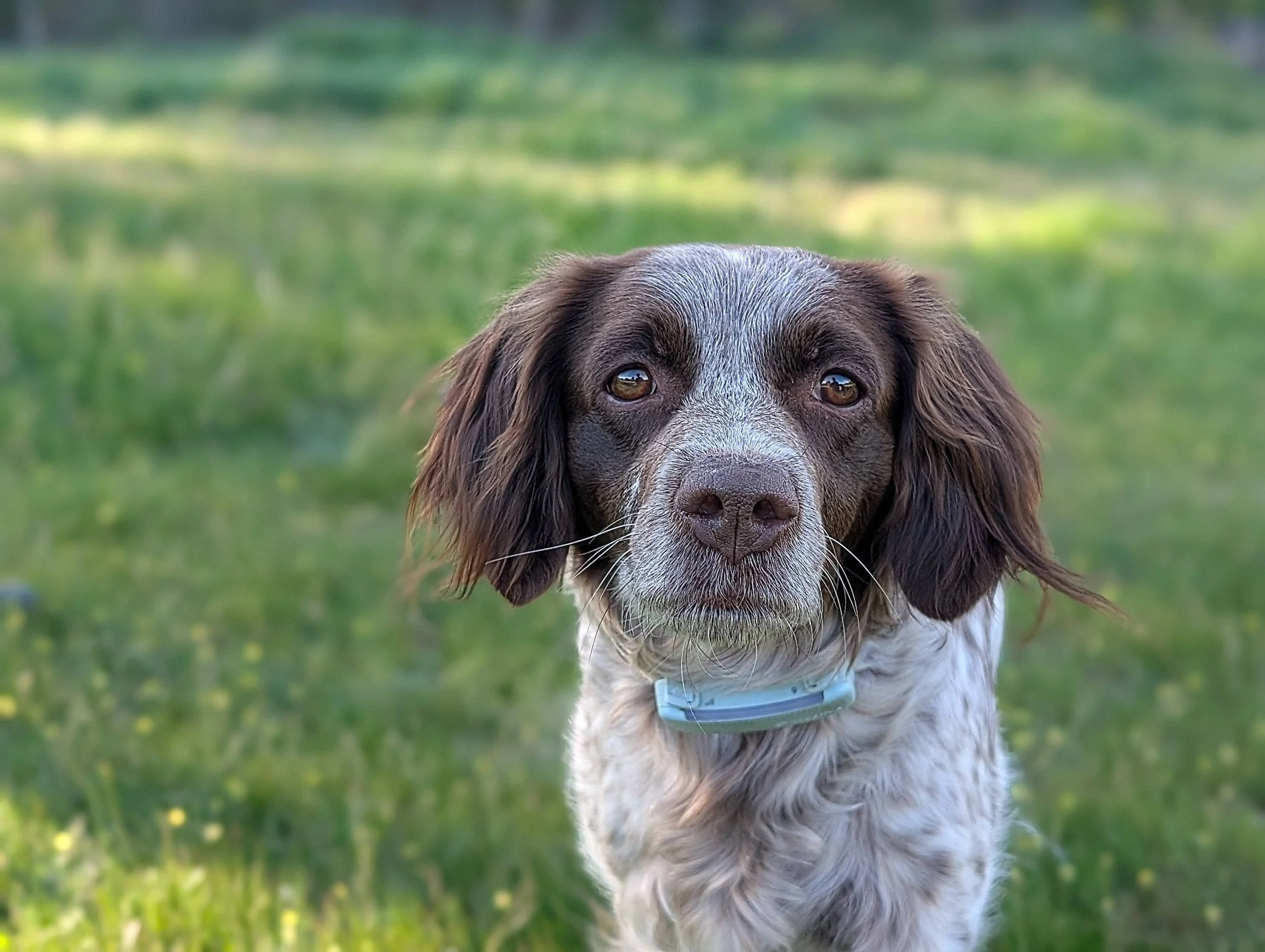 Wanda, perro de raza spaniel con collar azul en un campo con césped verde y fondo borroso.