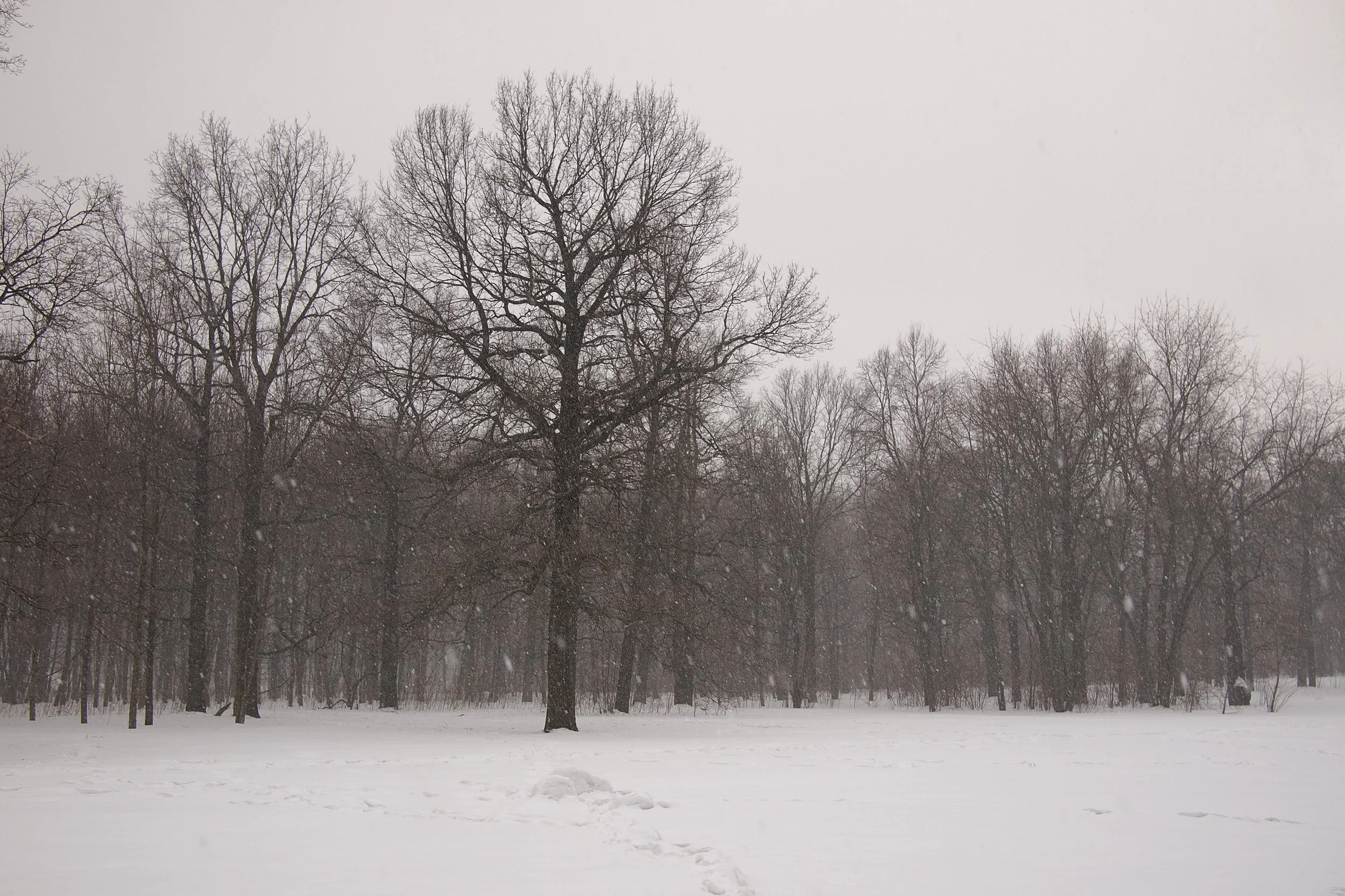 CLINGING TO WHAT WE HAVE: HUBERT SELBY'S 'SONG OF THE SILENT SNOW'