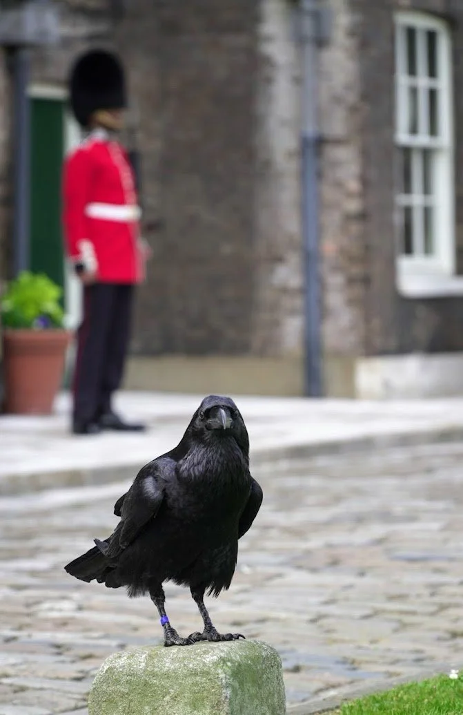 A black crow standing on a stone on a cobblestone street with a British soldier in a red coat and black hat standing in the background outside a brick building.
