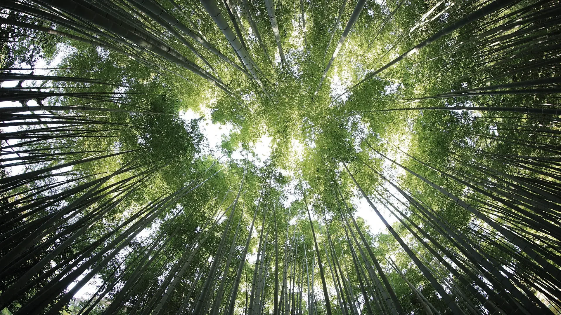 Inalco’s Commitment to Sustainability: Ecolnalco 