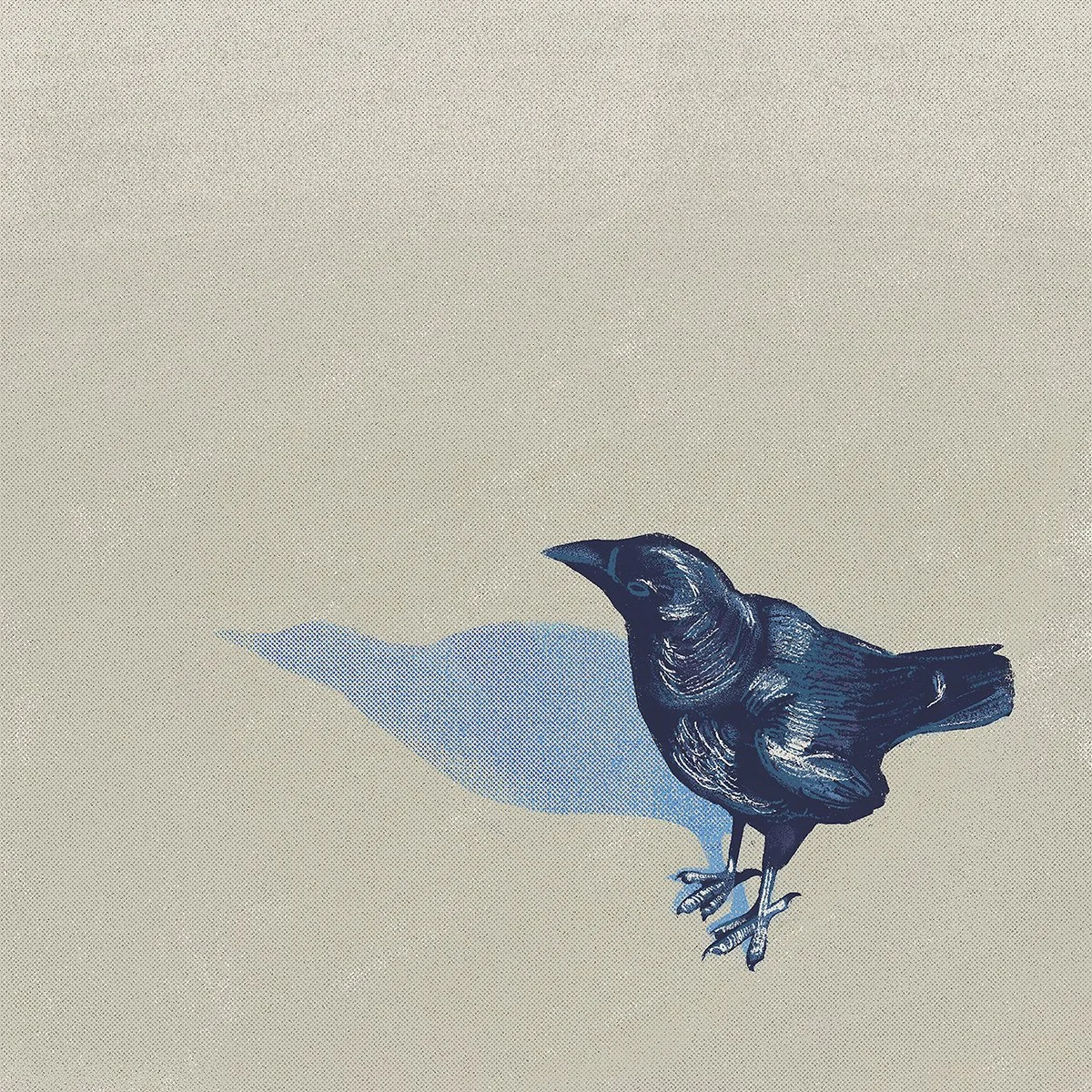 Beach Raven