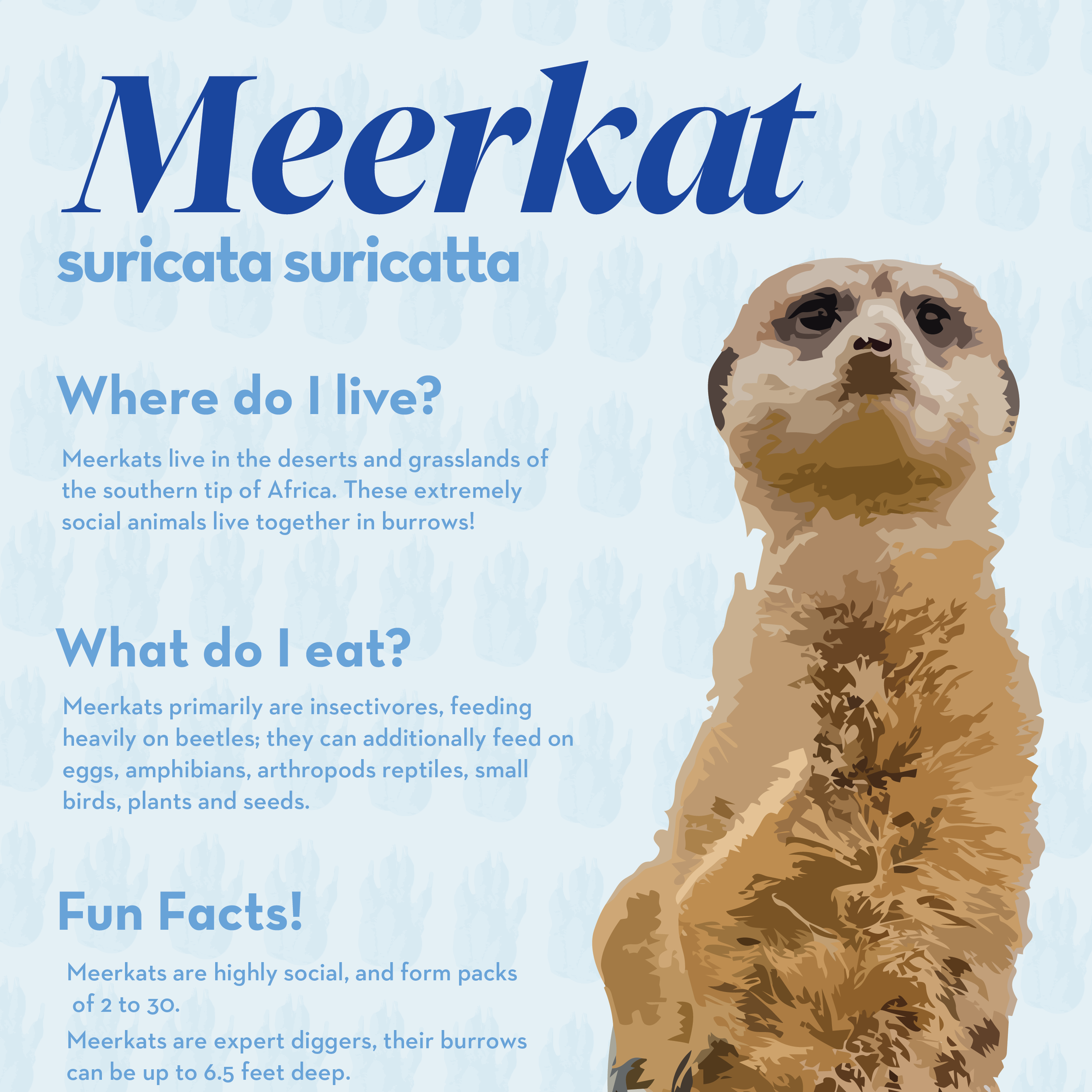 Meerkat+Newsletter_NEW.png