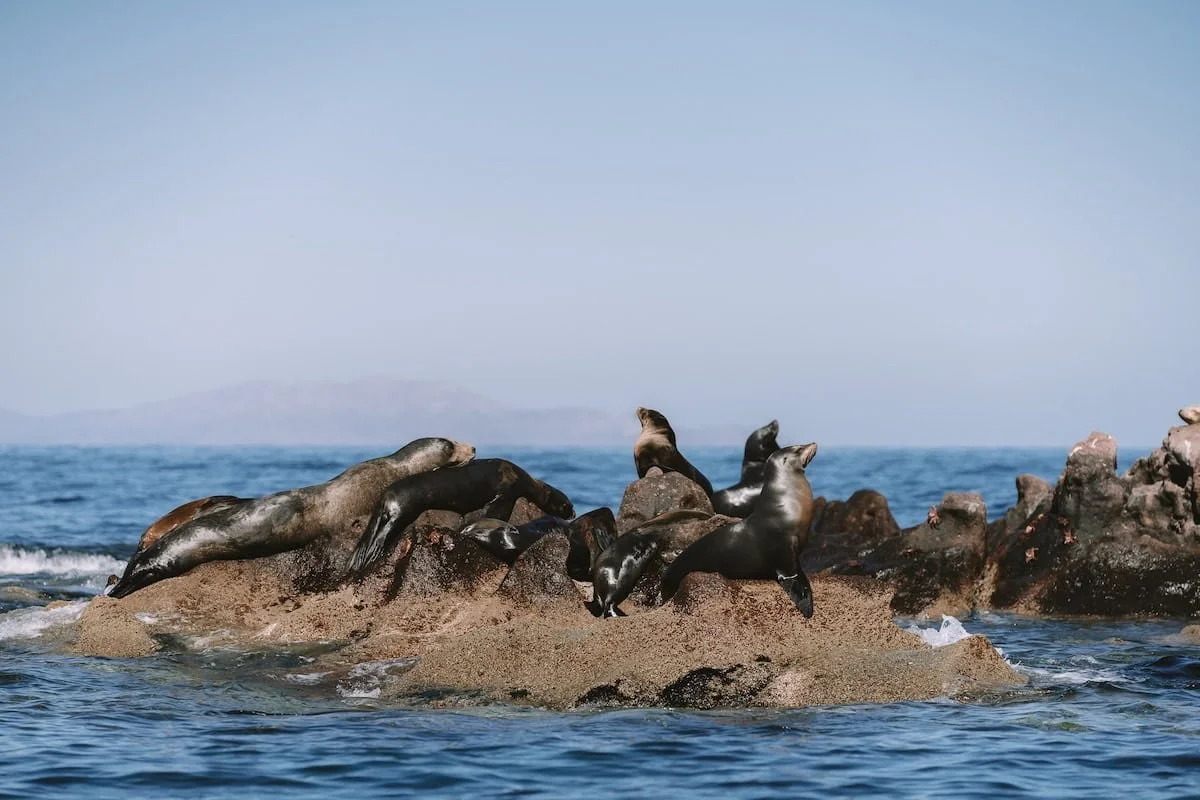 swimming-with-sea-lions-in-la-paz-14.jpg