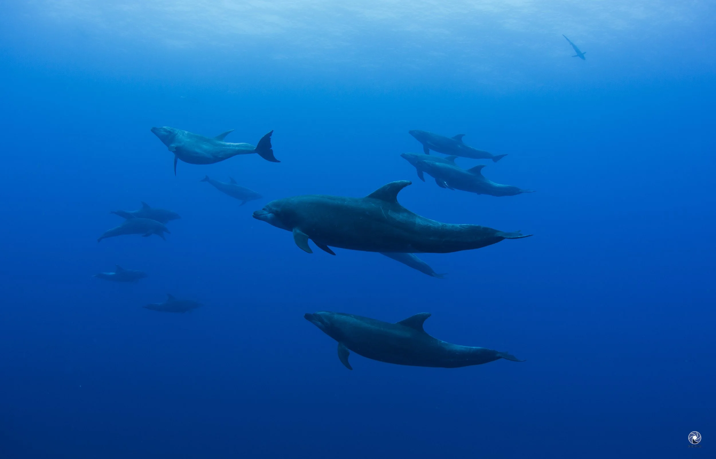 Erick_Higuera_REV_9619_Bottlenose Dolphins_Tursiops truncatus.jpg