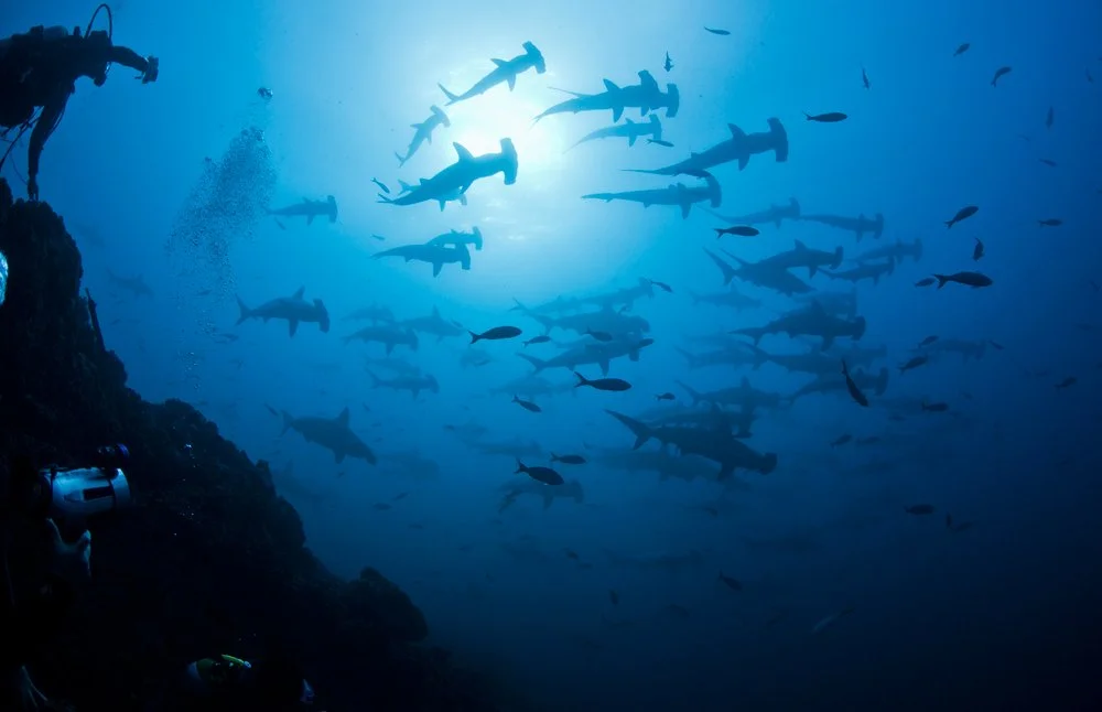 Erick_Higuera_REV_8968_Sphyrna-lewini_Cabo-Pearce,-Socorro.jpg