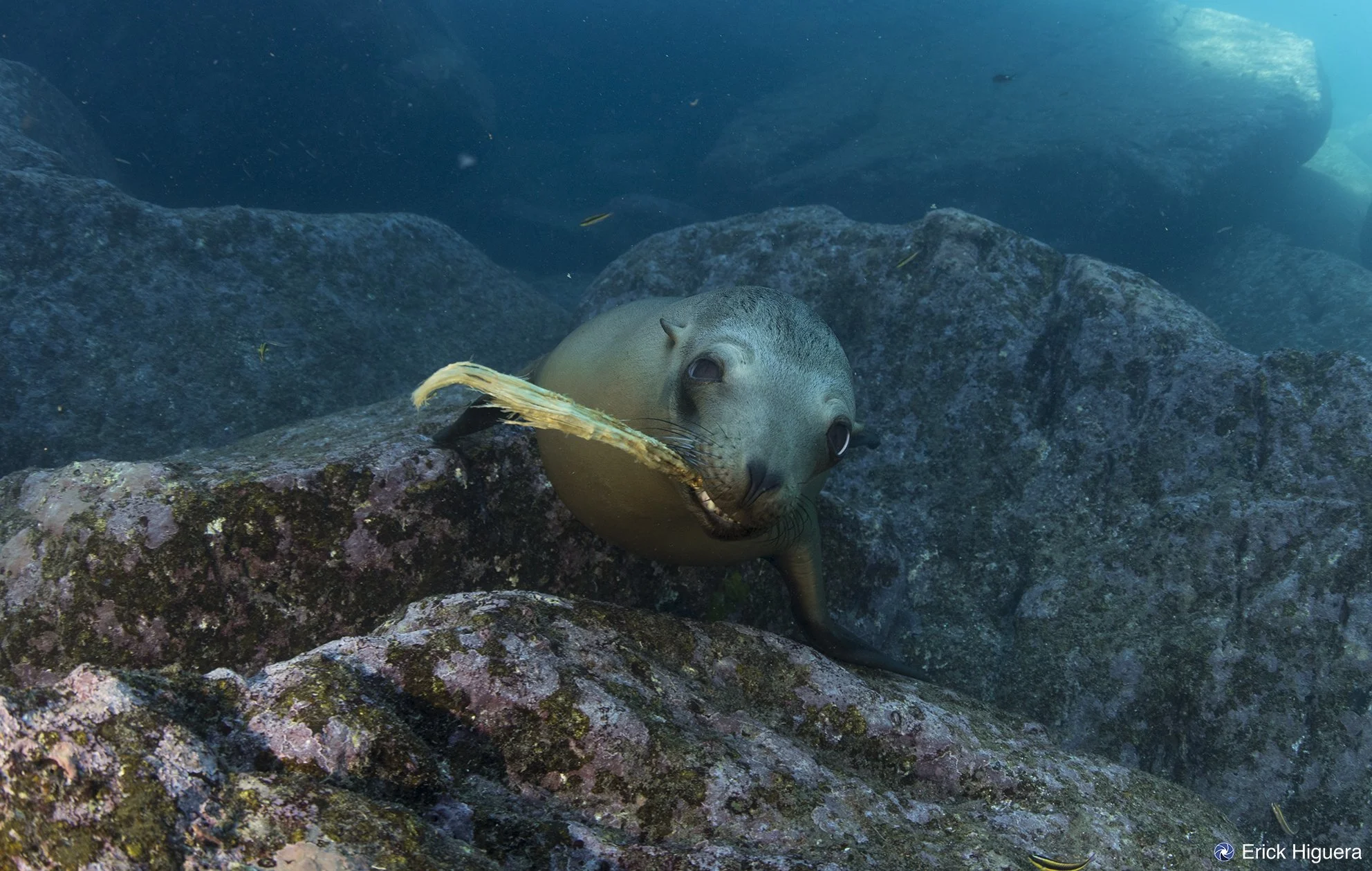 Whale shark, sea lions, and Balandra