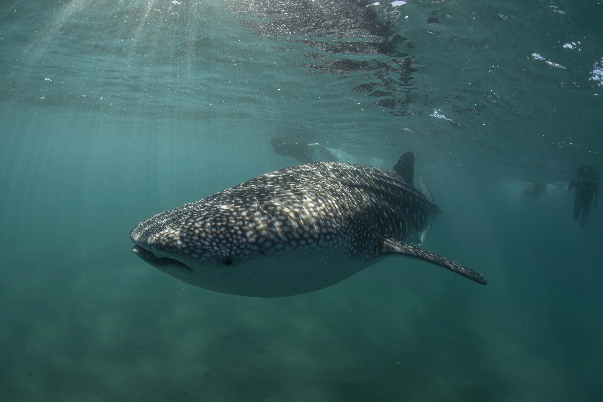 Swimming with whale sharks