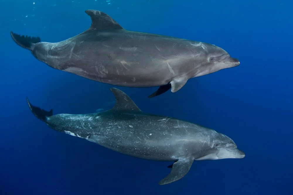 Erick_Higuera_REV_9080_Tursiops-truncatus_El-Boiler,-San-Benedicto.jpg