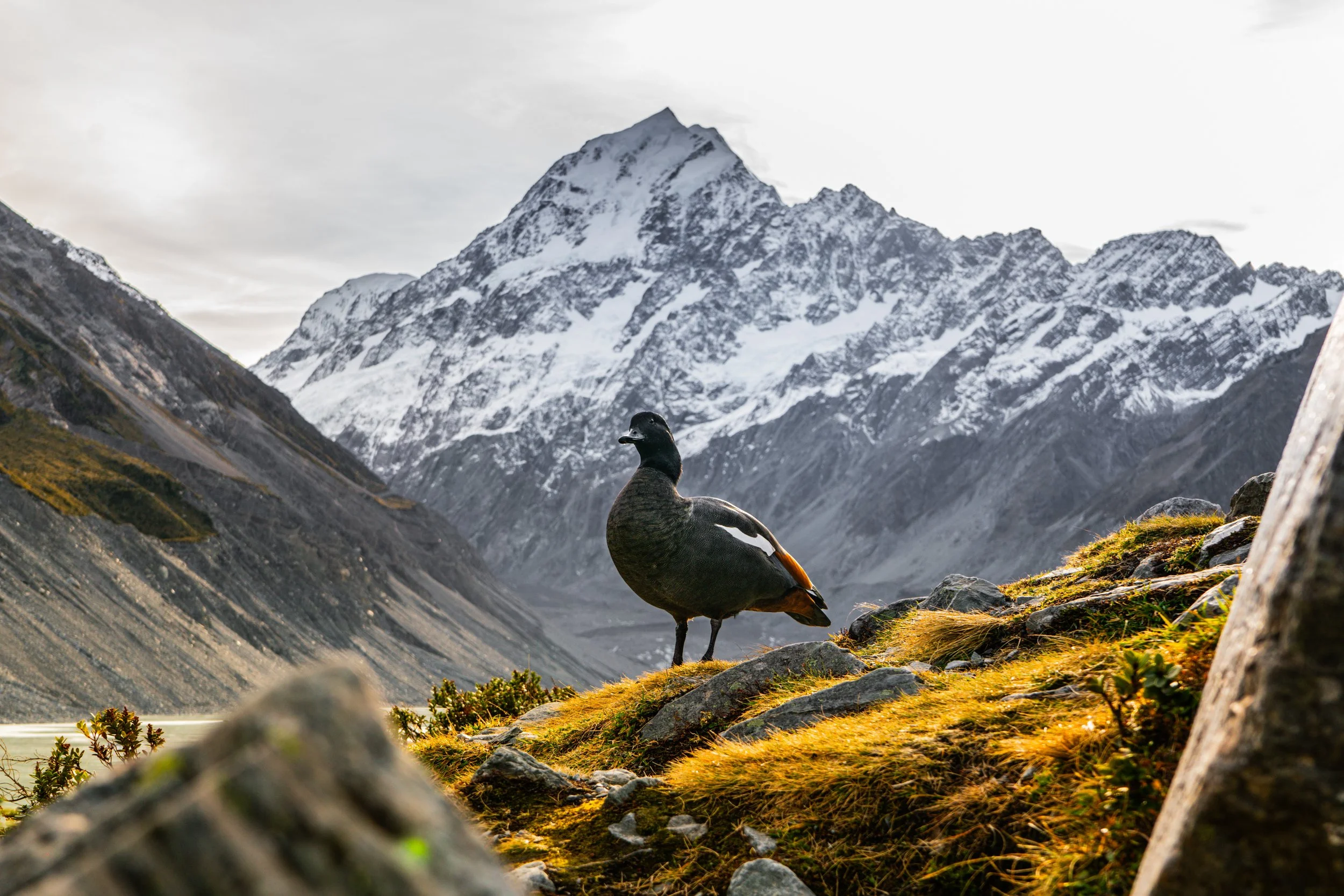 Paradise Aoraki Mt Cook