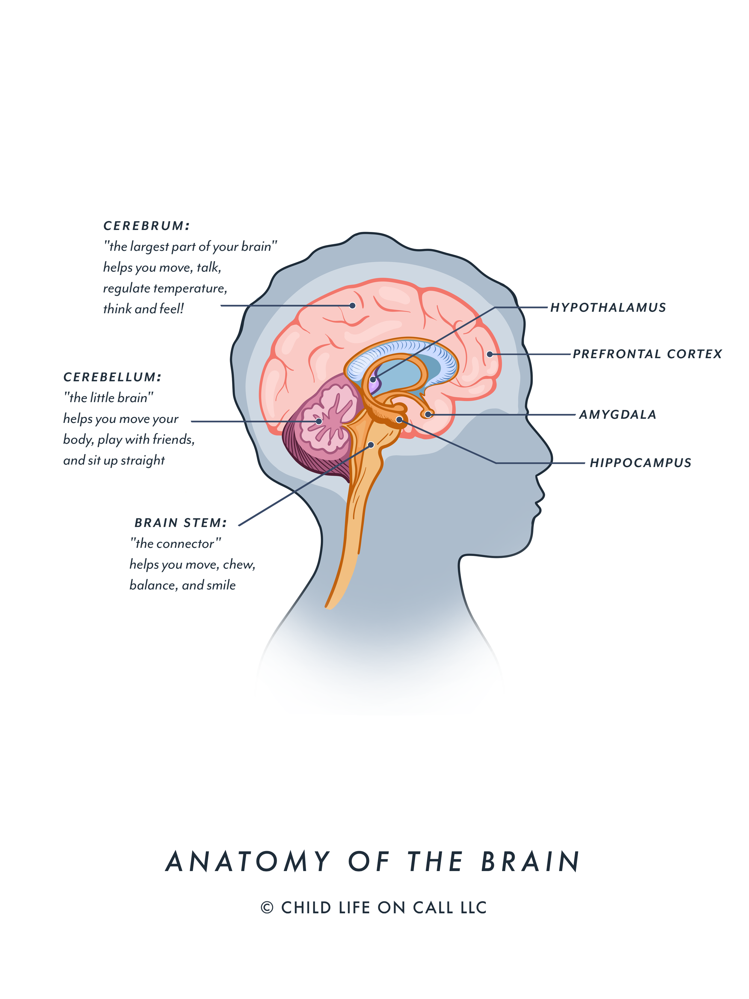 Brain_Anatomy_CLOC copy 2.png