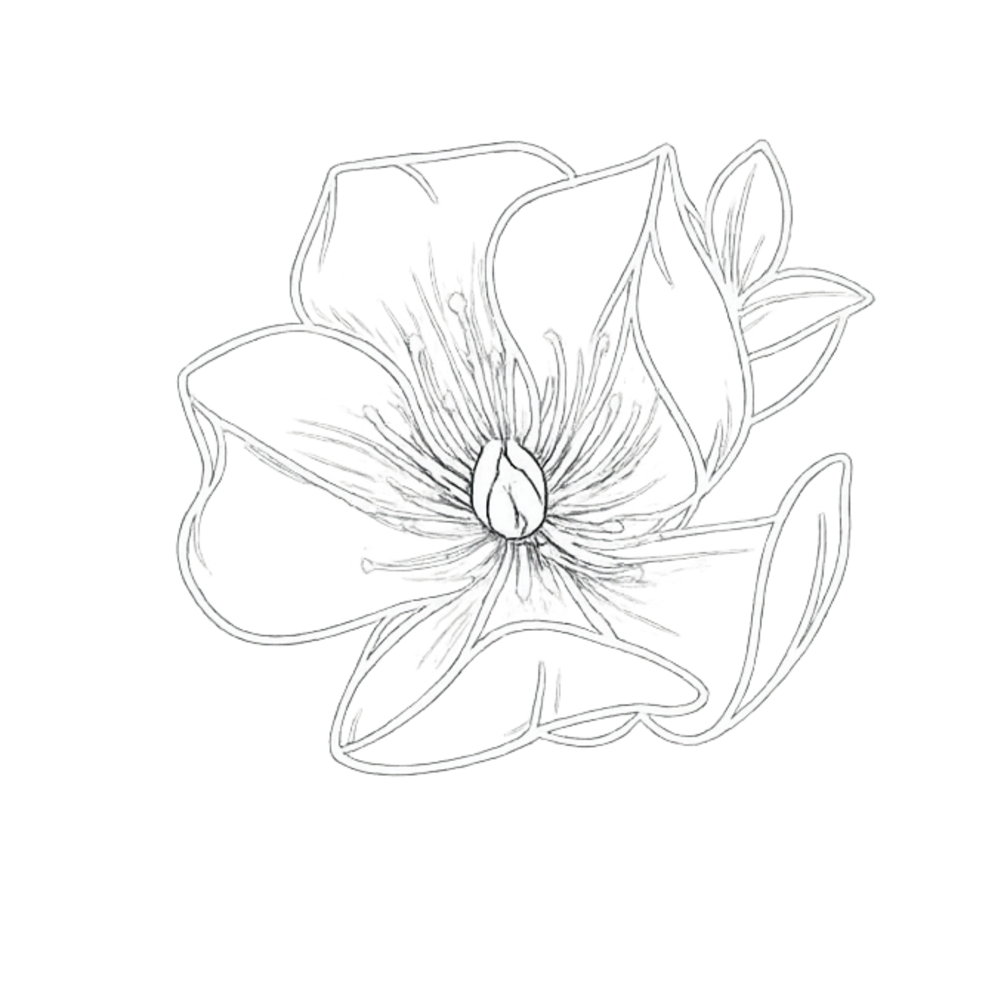 line drawn flower in white on transparent background