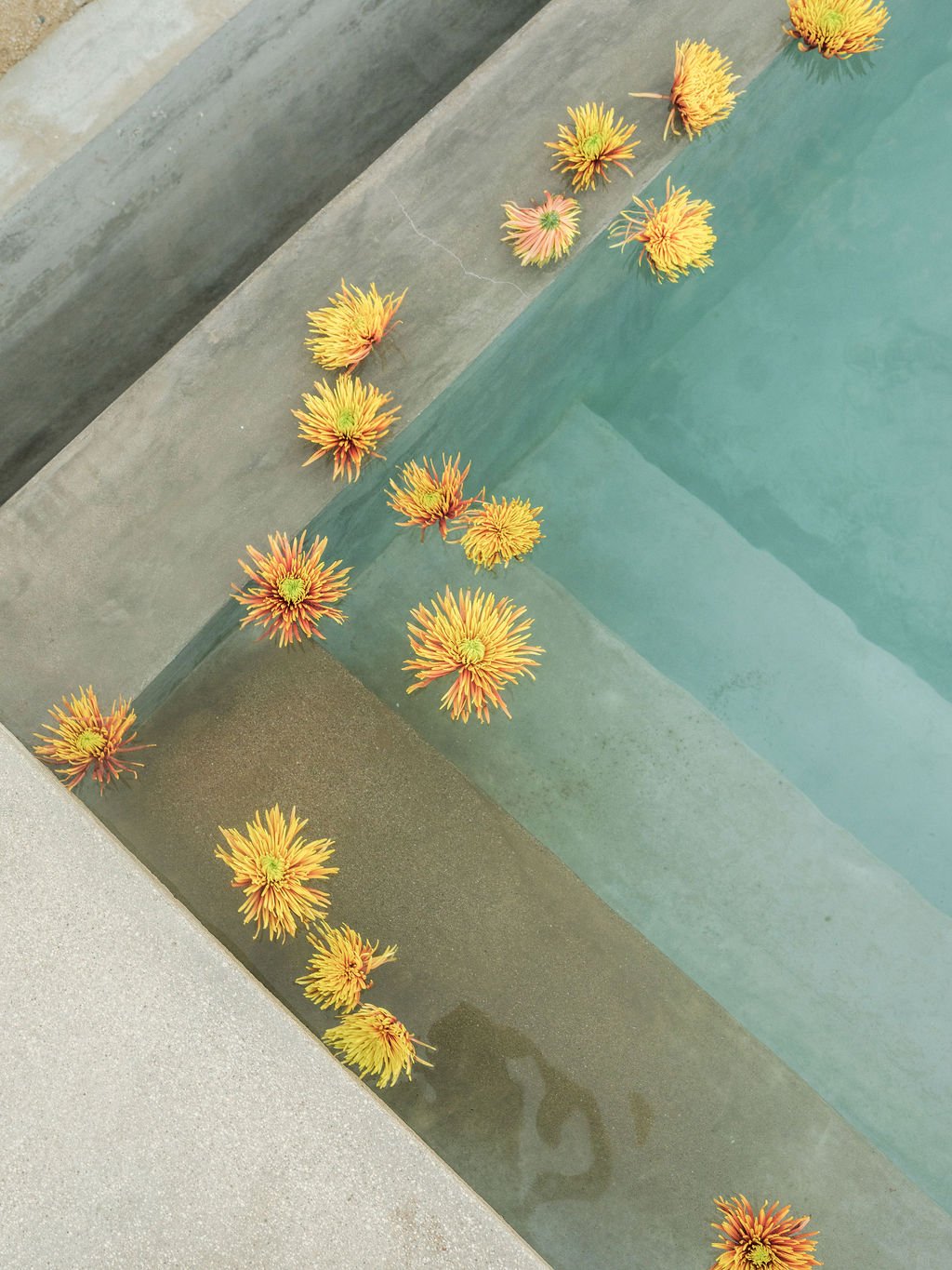 Yellow and orange flowers floating in the corner of a pool.