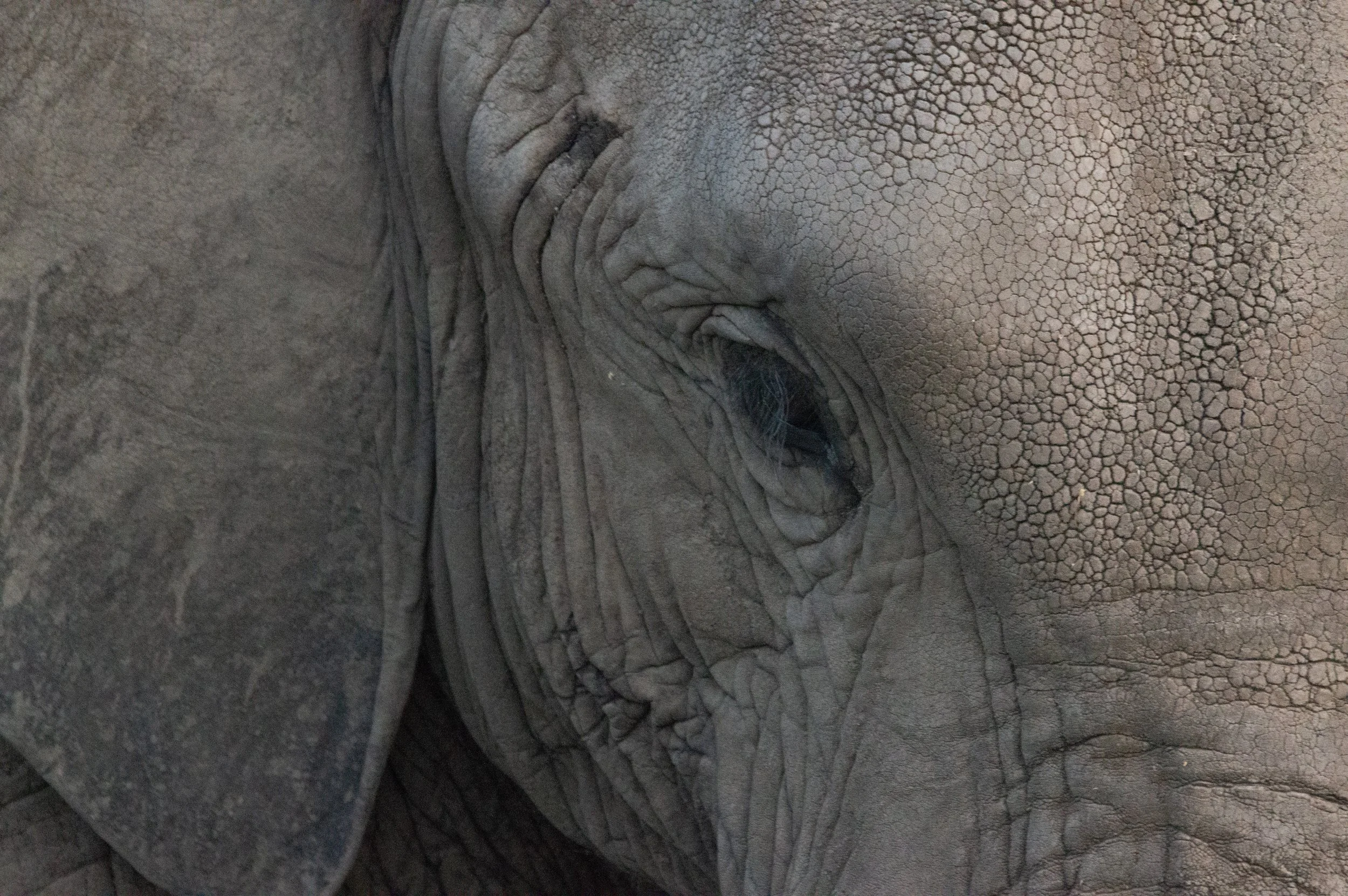 Elephant Eye