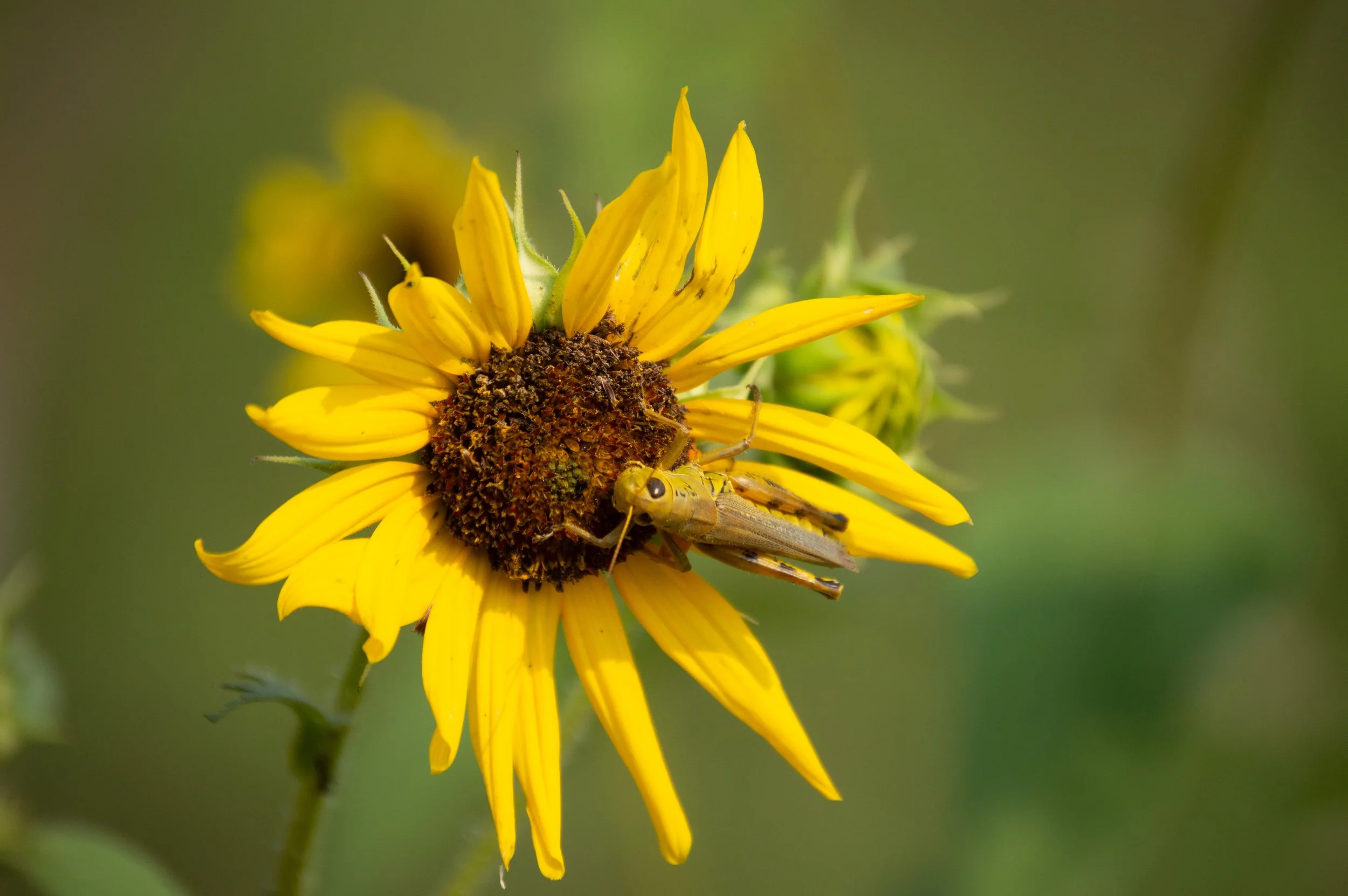 Sunflower