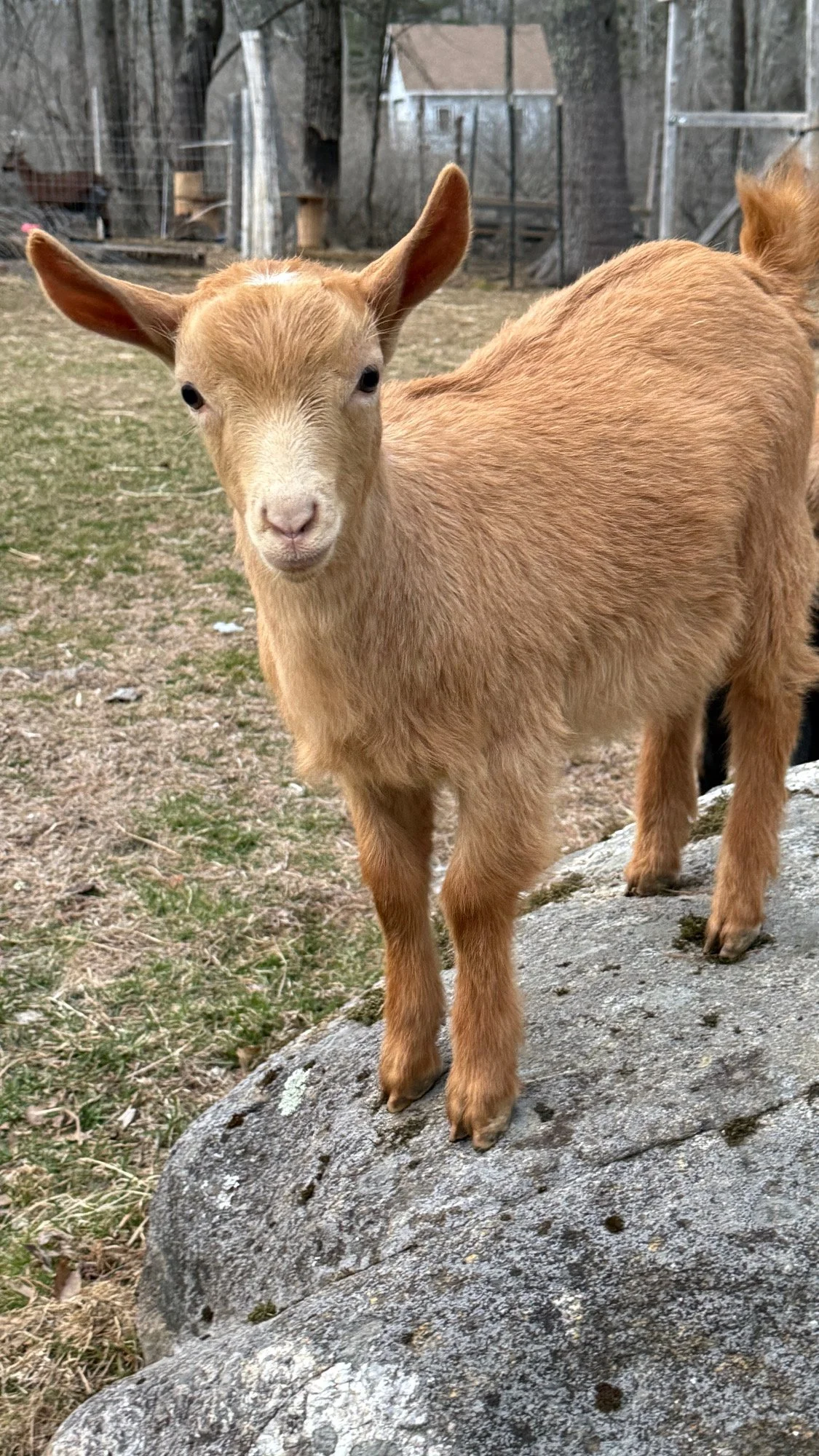 A young, light brown goat standing on a large rock outdoors, facing the camera with a curious expression.