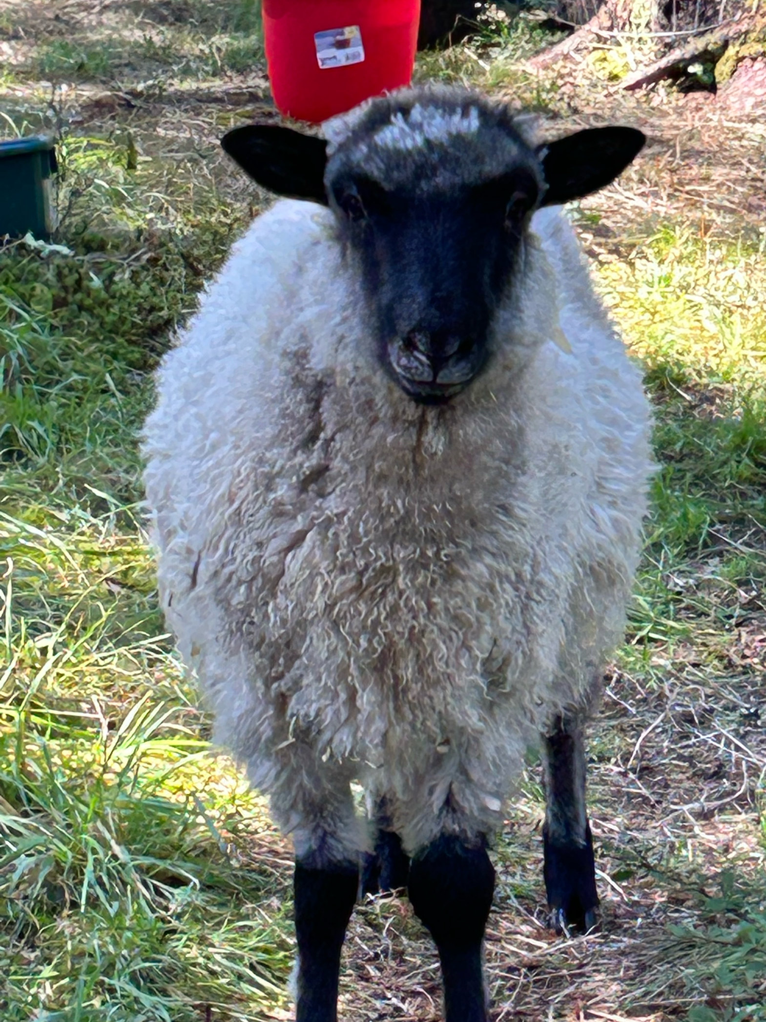 A sheep with a black face and black legs standing outdoors on grass and dirt.