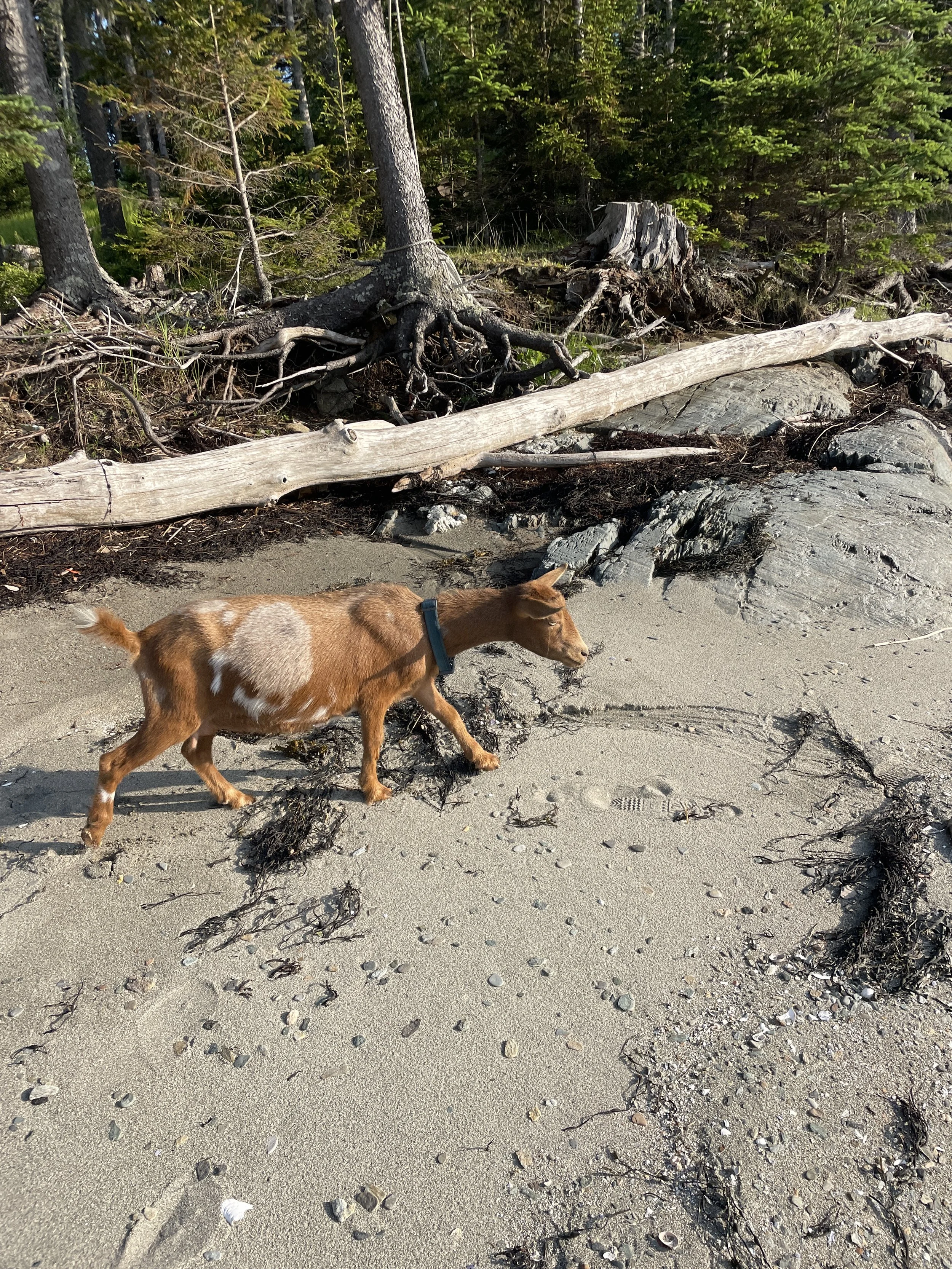 A small brown and white goat exploring the sandy shore of a beach, with driftwood, rocks, and trees in the background.