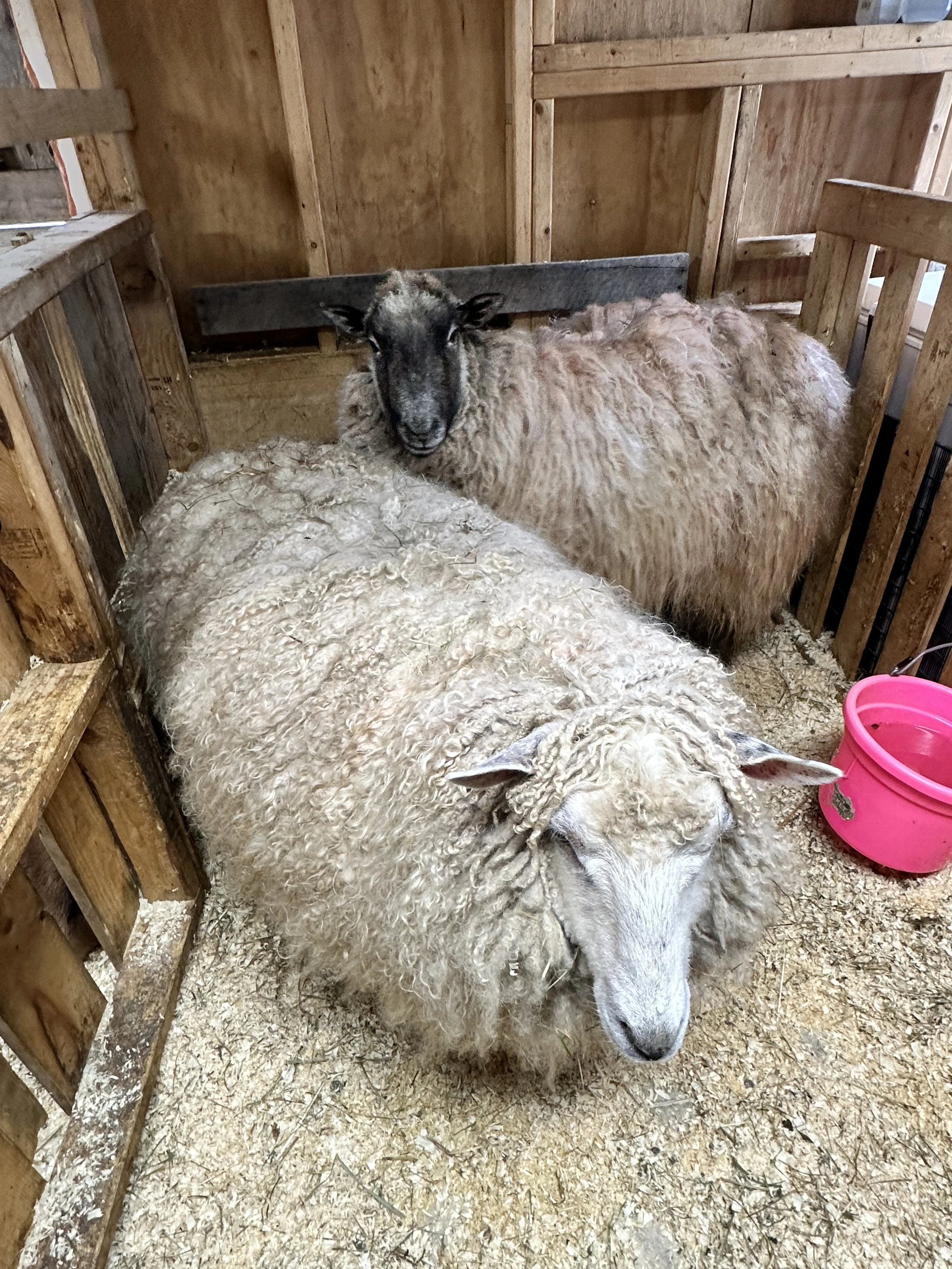Two sheep inside a wooden pen, one with curly white wool and the other with long wool and a dark face, next to a pink water bucket.