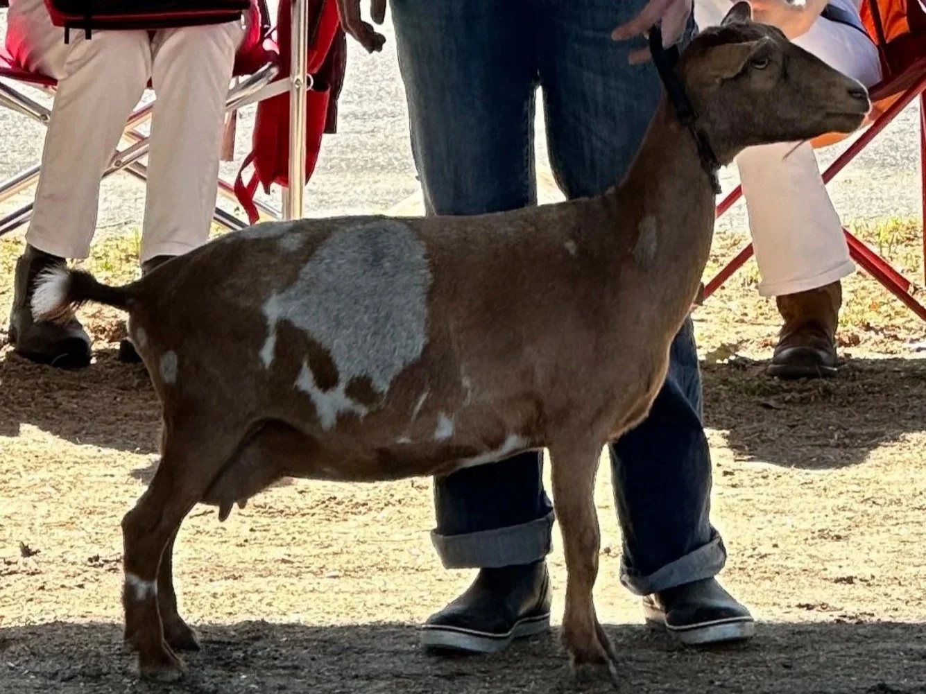 A young brown and white goat standing on a dirt ground in front of people sitting on chairs, with a person holding its leash.