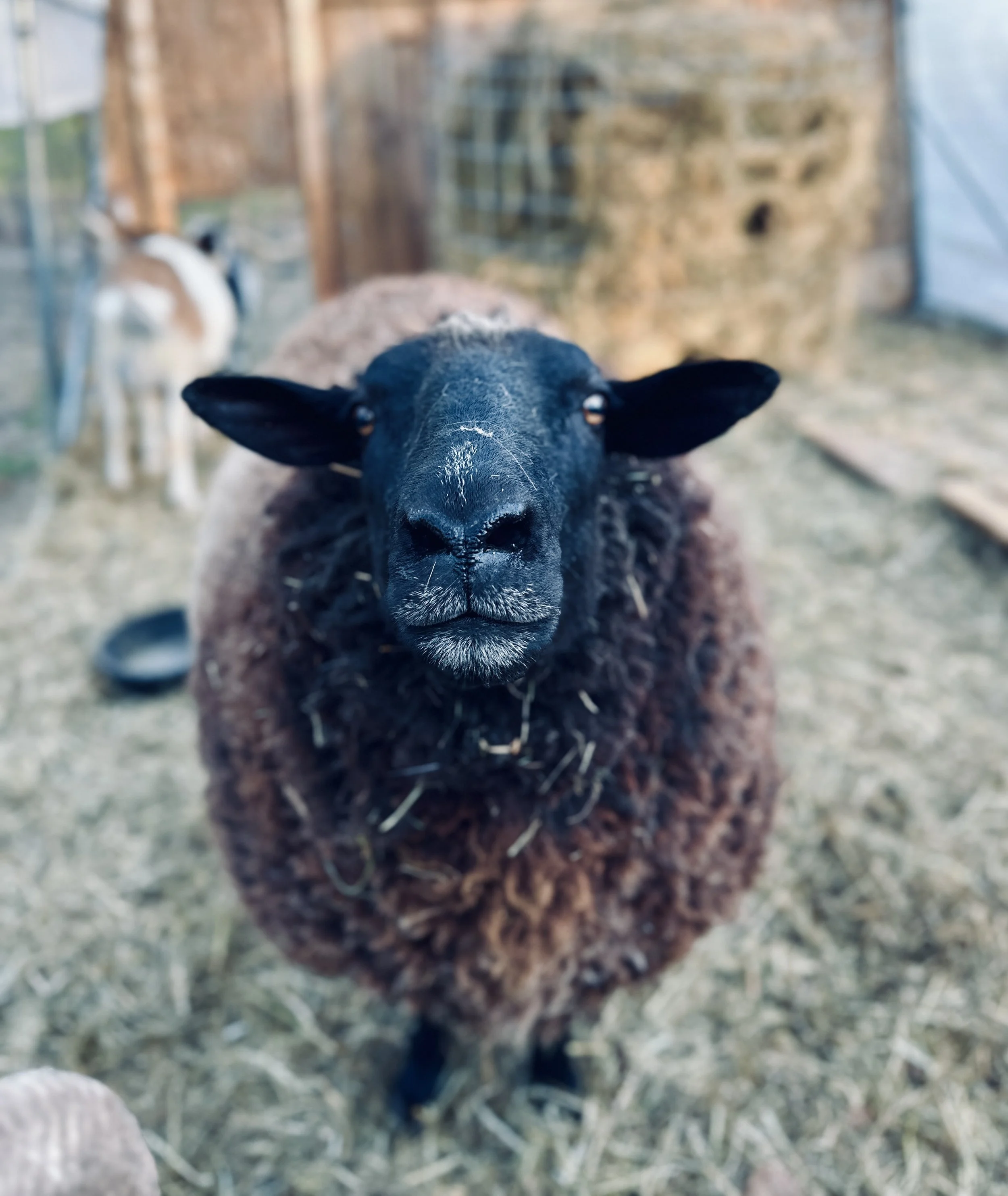 Close-up of a black sheep with a brown fleece in a farmyard, with a goat in the background.