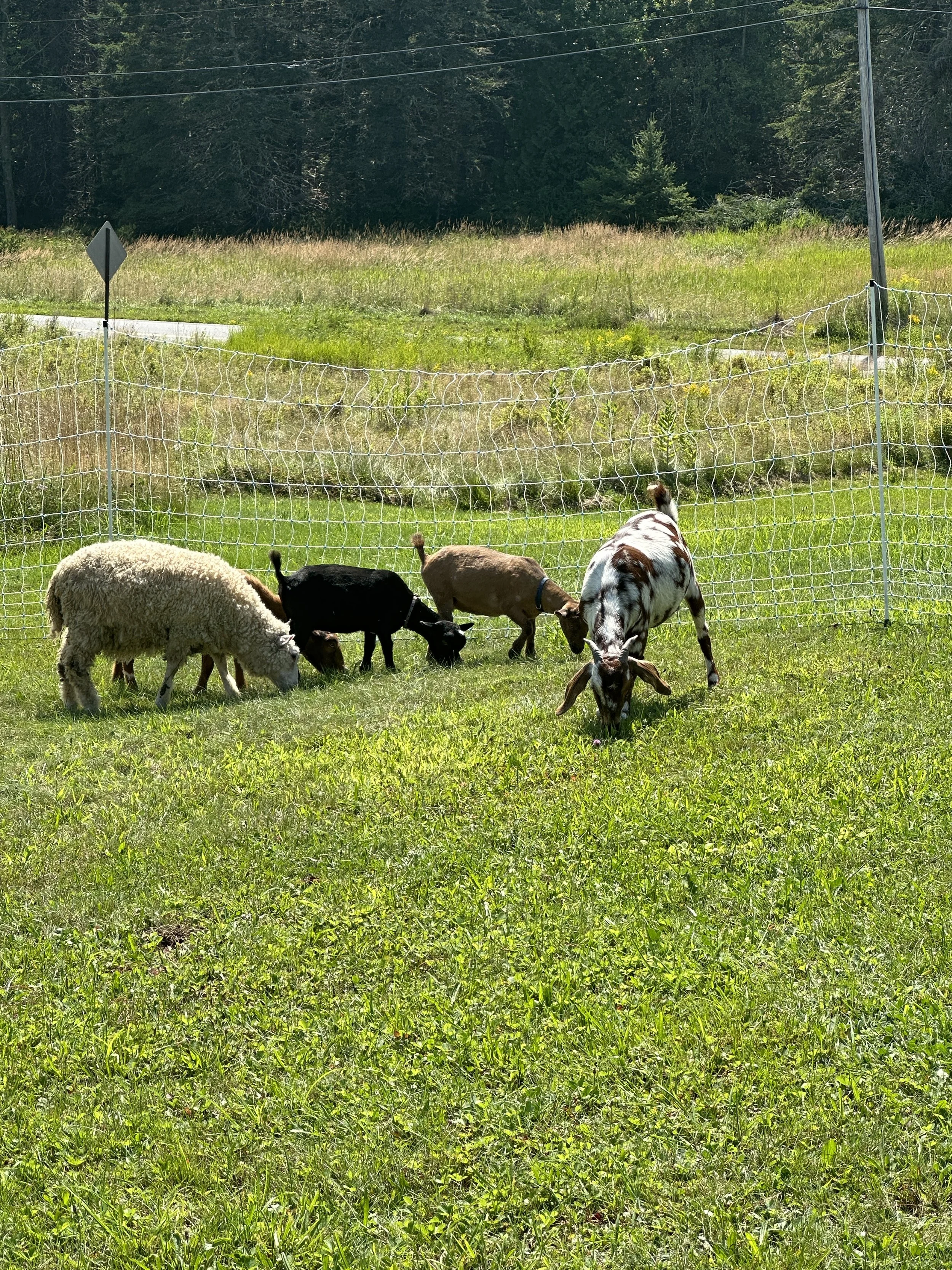 Several goats grazing in a grassy field enclosed by a white wire fence, with trees and a utility pole in the background on a sunny day.