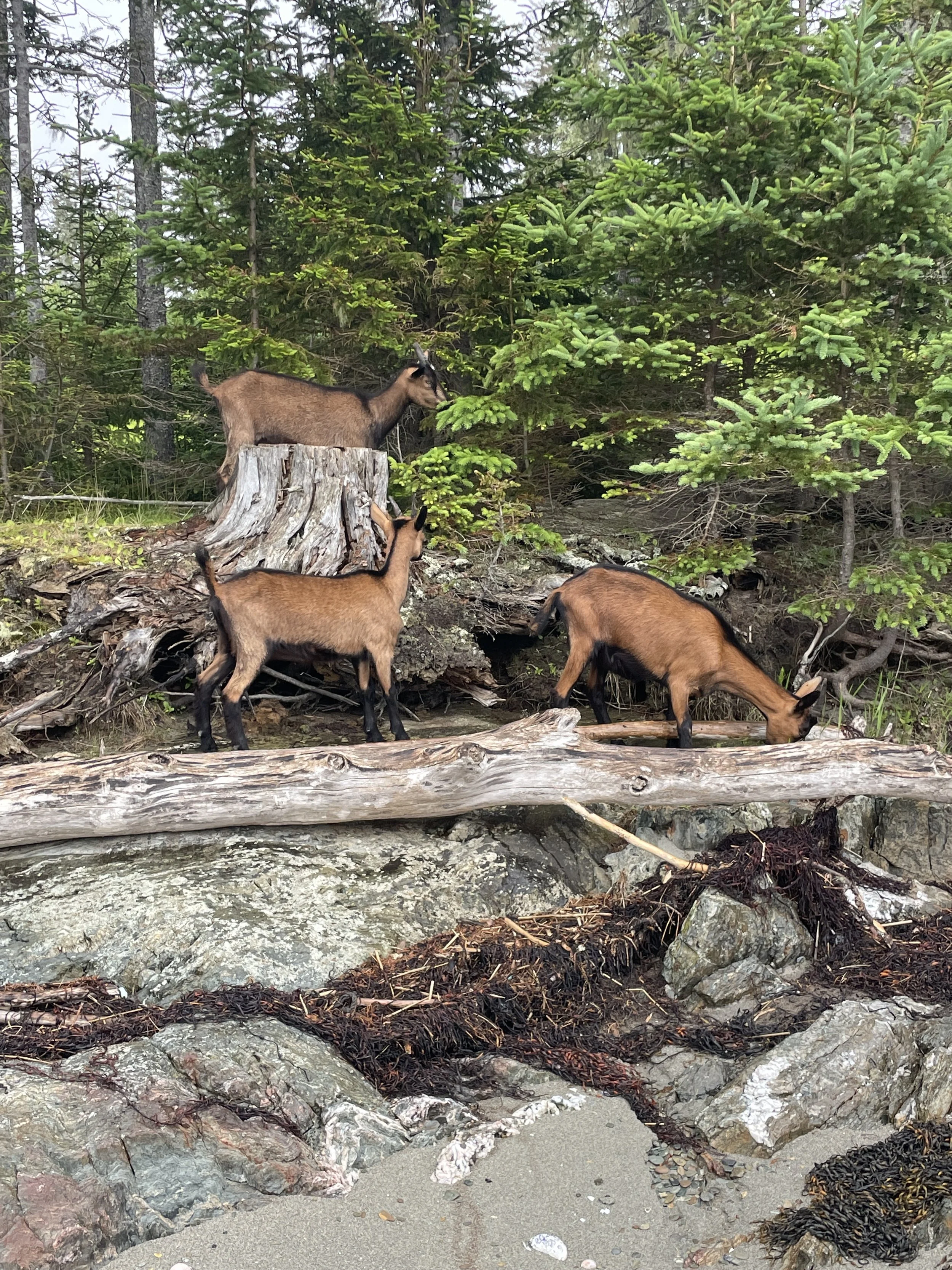 Three goats are exploring a rocky, forested area with evergreen trees. One goat is standing on a large tree stump, one on a log, and the third on the ground, all near the shoreline.