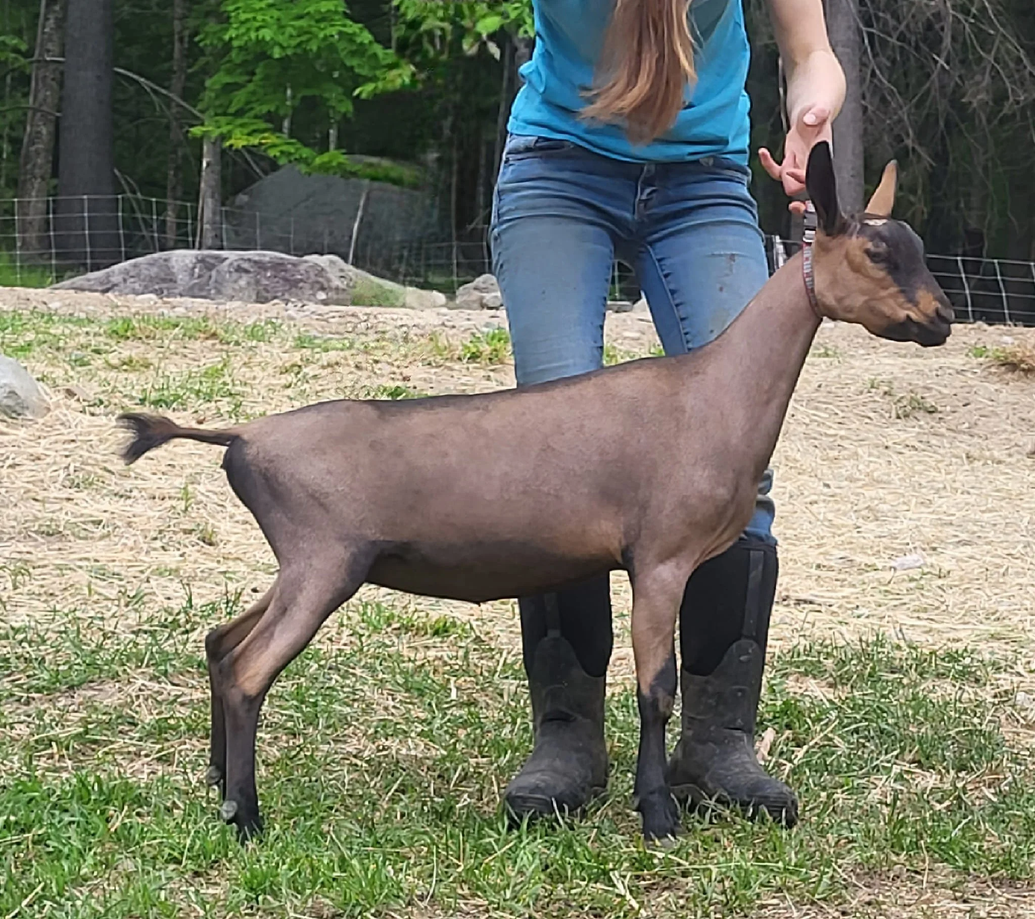 Young woman wearing blue shirt and jeans standing outdoors with a baby goat.