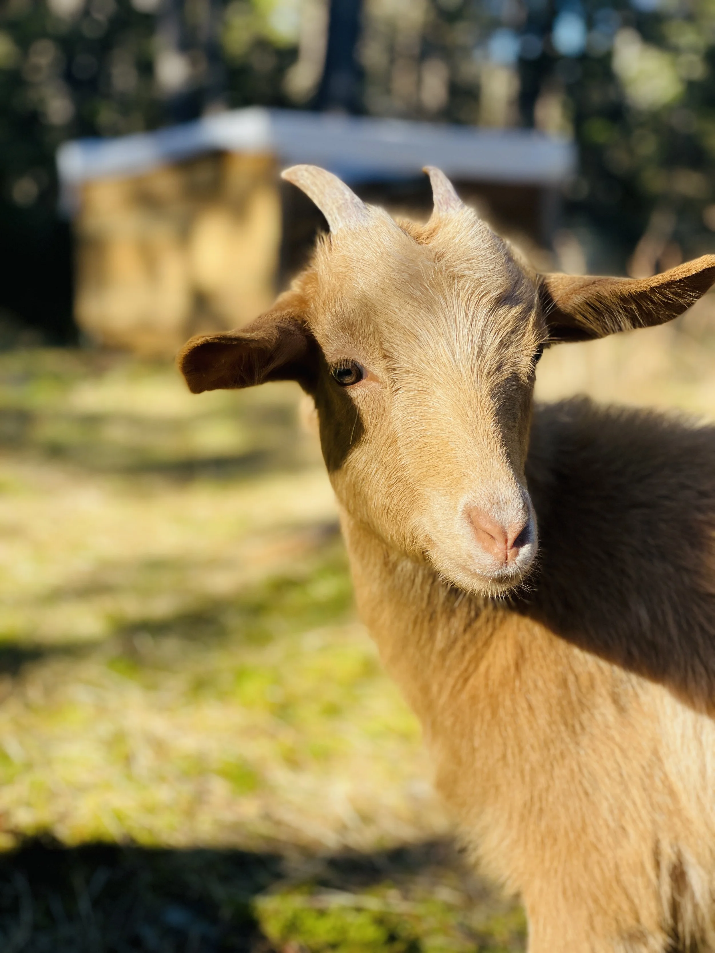 A young goat with light brown fur and small horns standing outdoors with a blurred background of trees and a building.