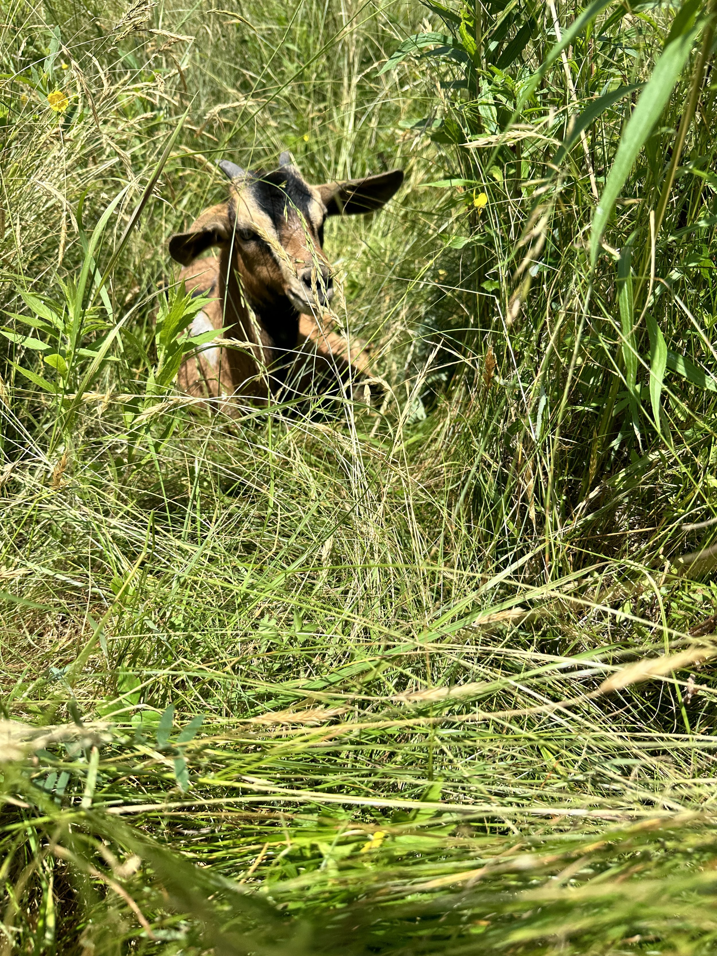 A calf in long grass and foliage, partially hidden, looking at the camera.