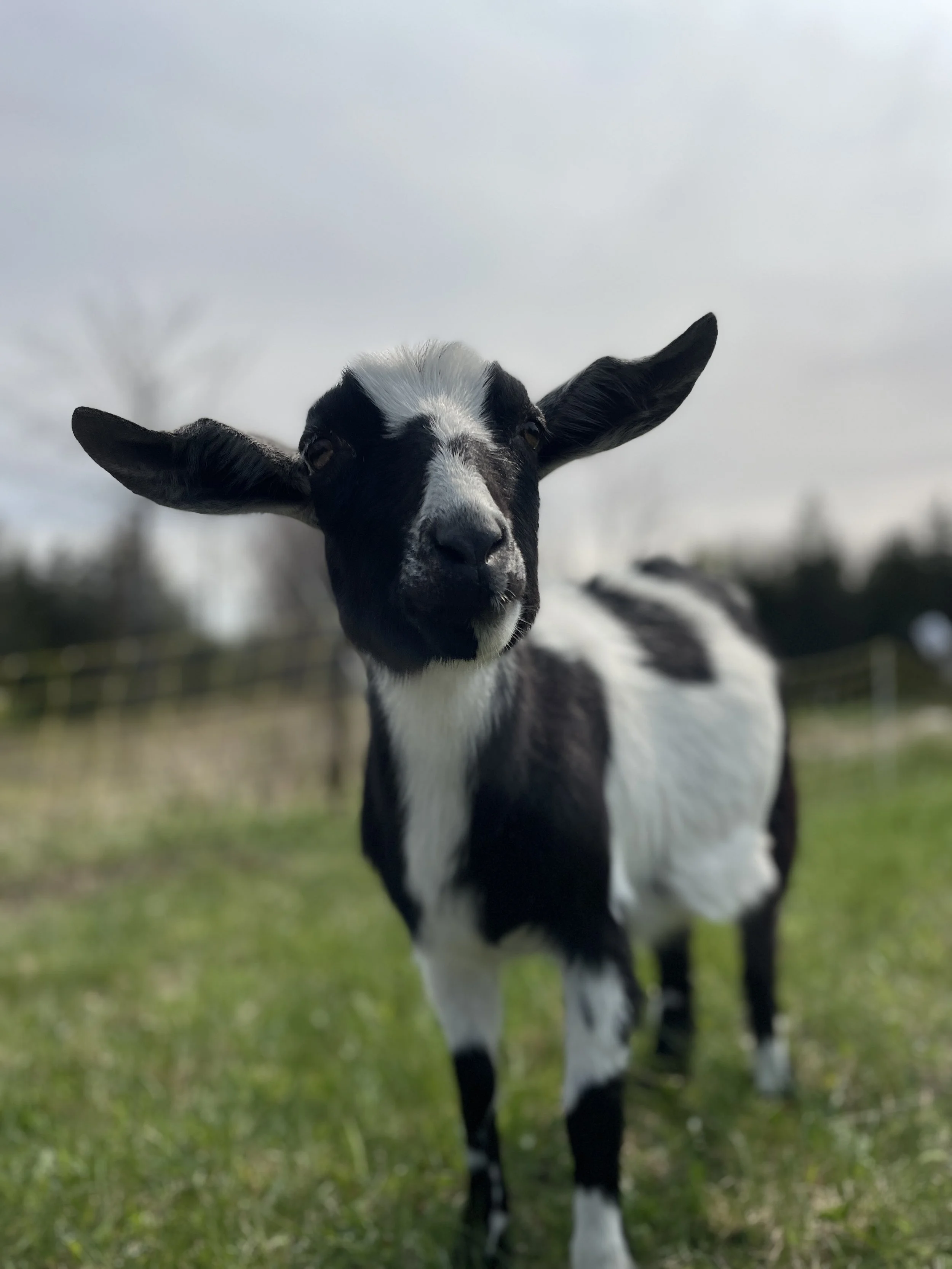 A black and white baby goat standing in a grassy field with a cloudy sky in the background.