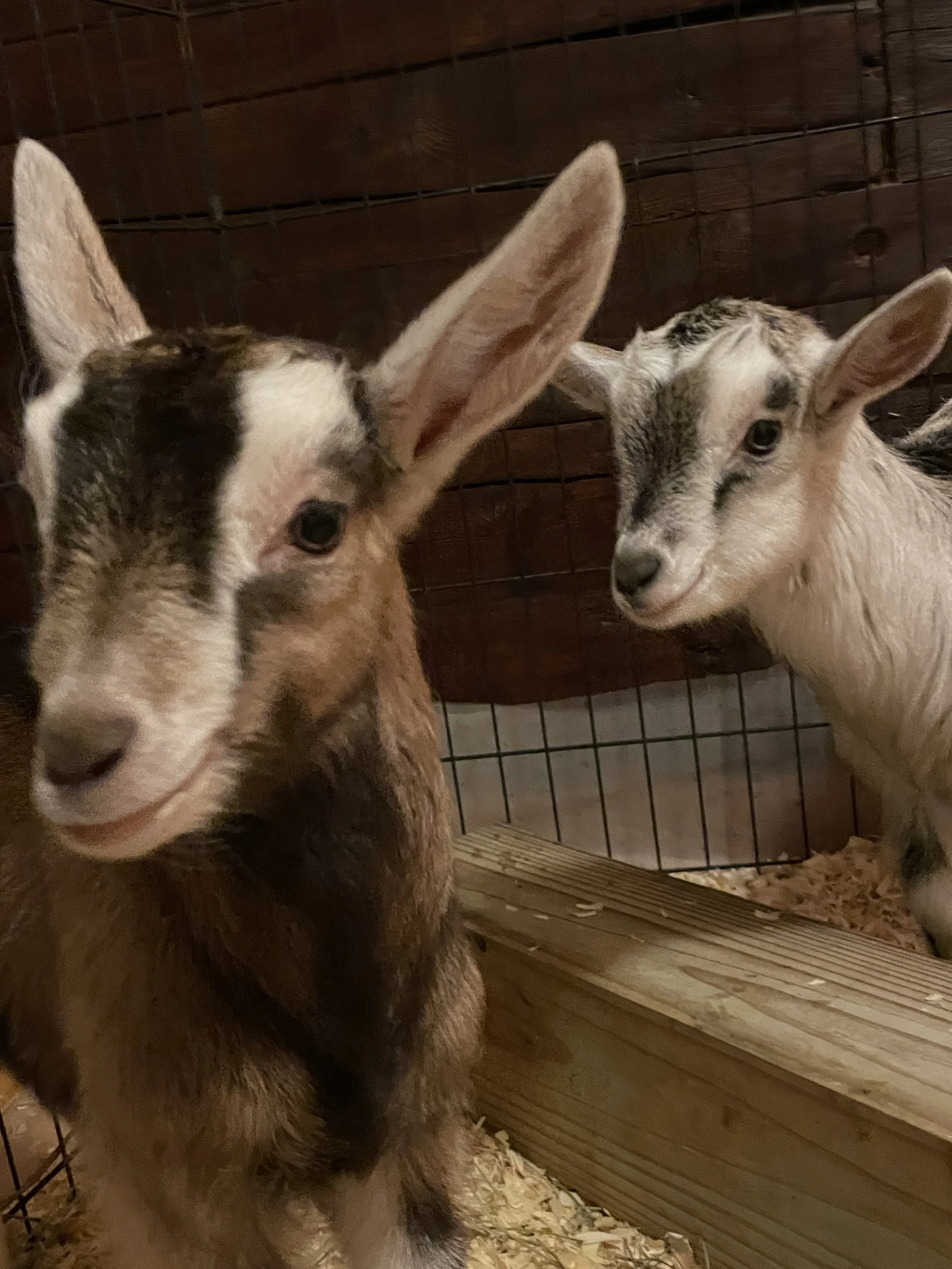 Two young goats in a wooden enclosure, one with brown and white fur and large ears, the other with white and gray fur and smaller ears.