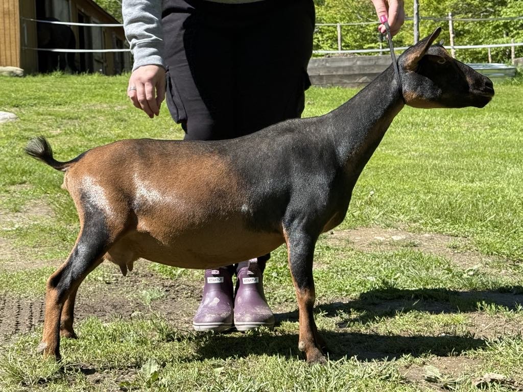 A person holding a leash attached to a goat with a brown and black coat standing on grass in a fenced outdoor area.