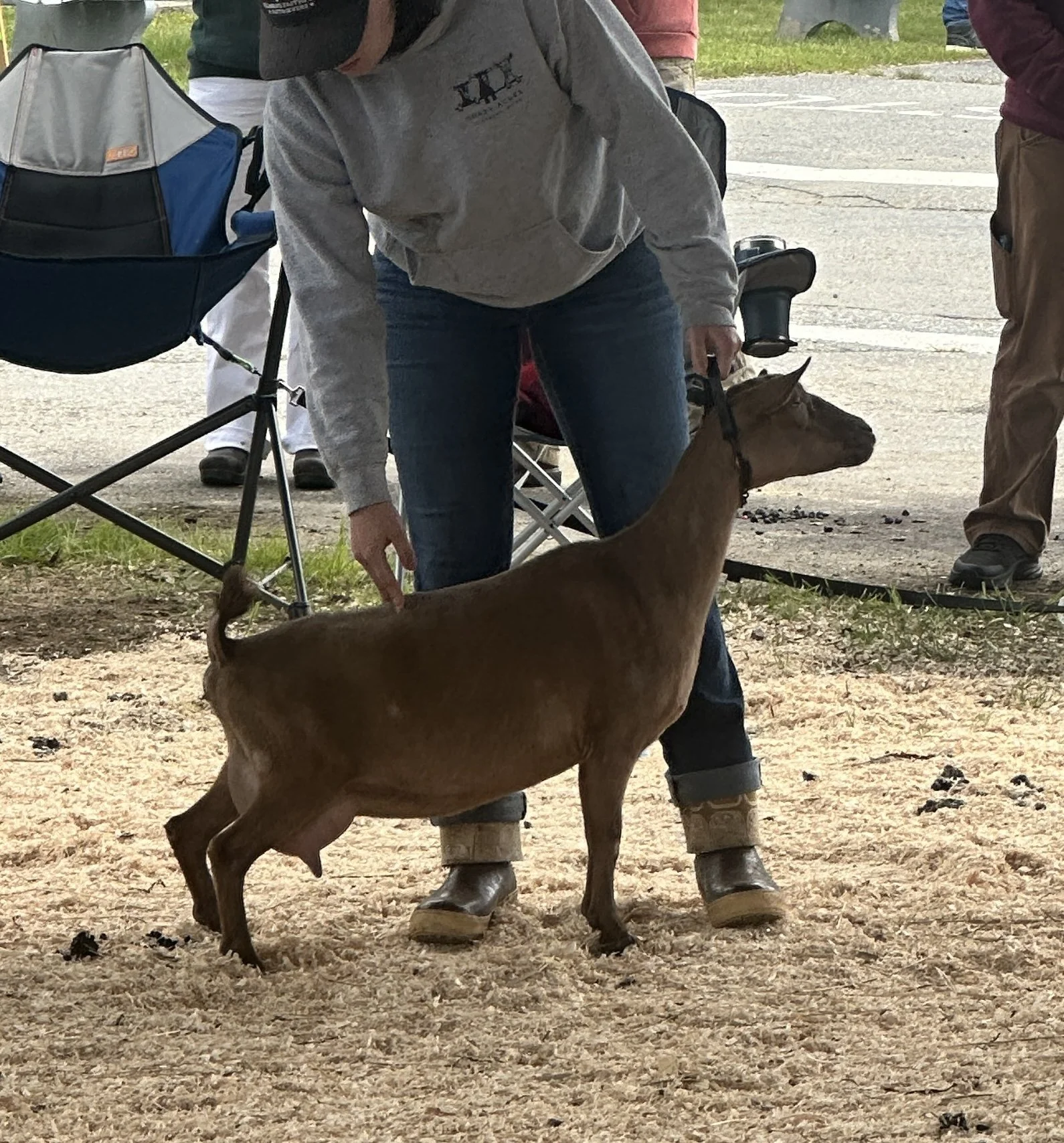 A person with a gray sweatshirt and jeans holding a young brown goat on a leash outdoors.