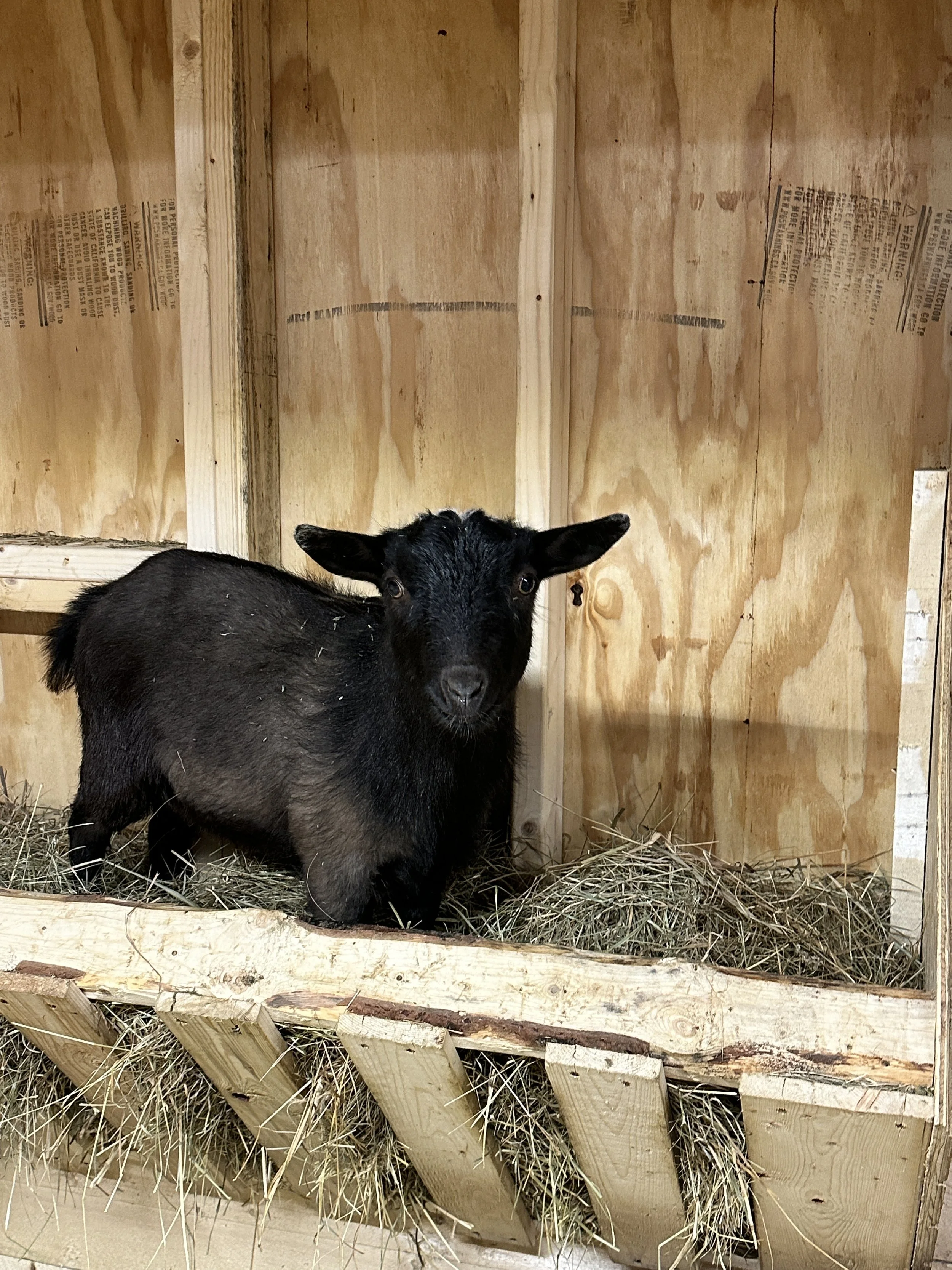 A small black goat standing in a wooden enclosure with hay on the floor.