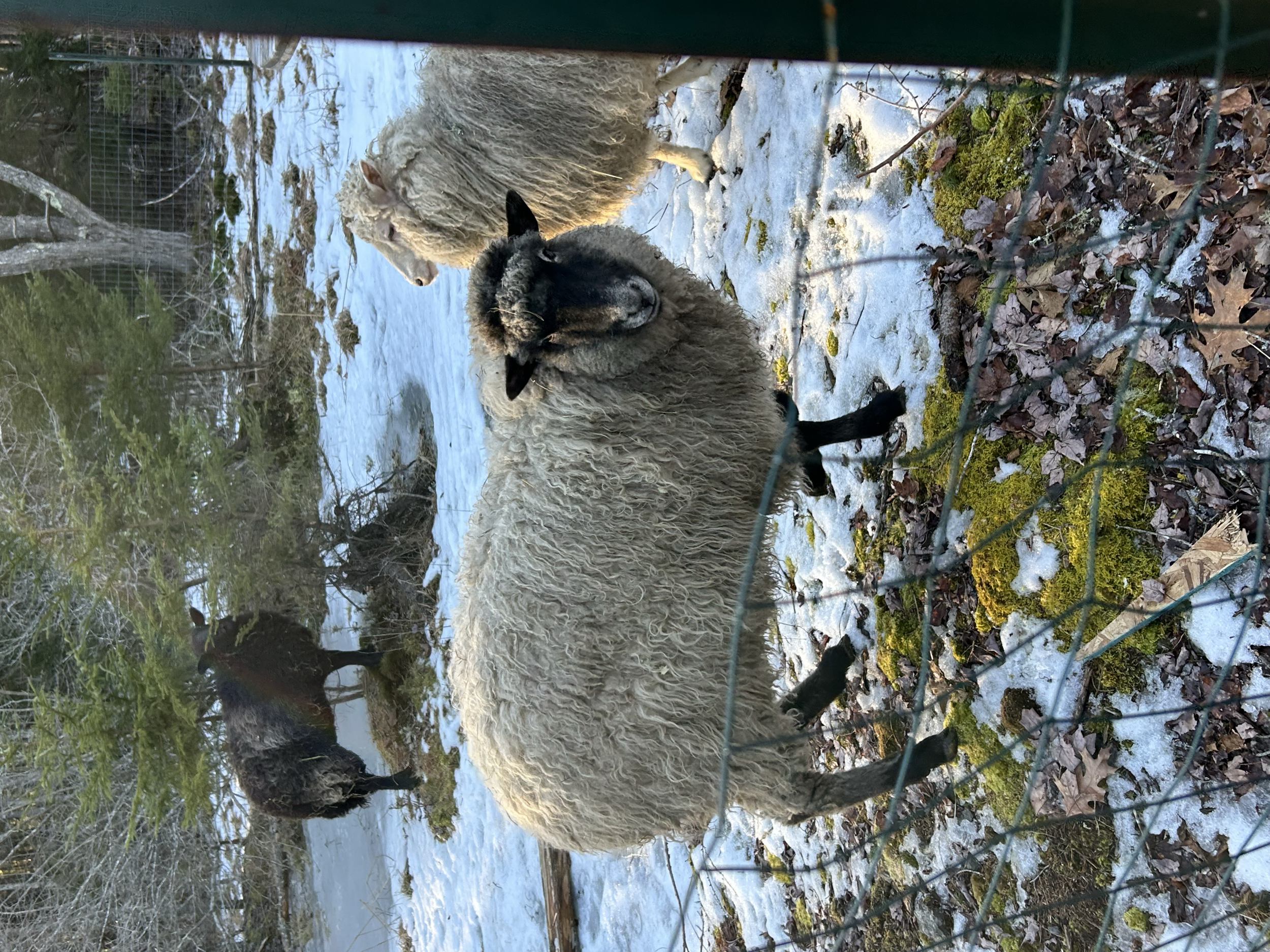 Sheep and goats standing near a wire fence in a snowy, wooded outdoor area.