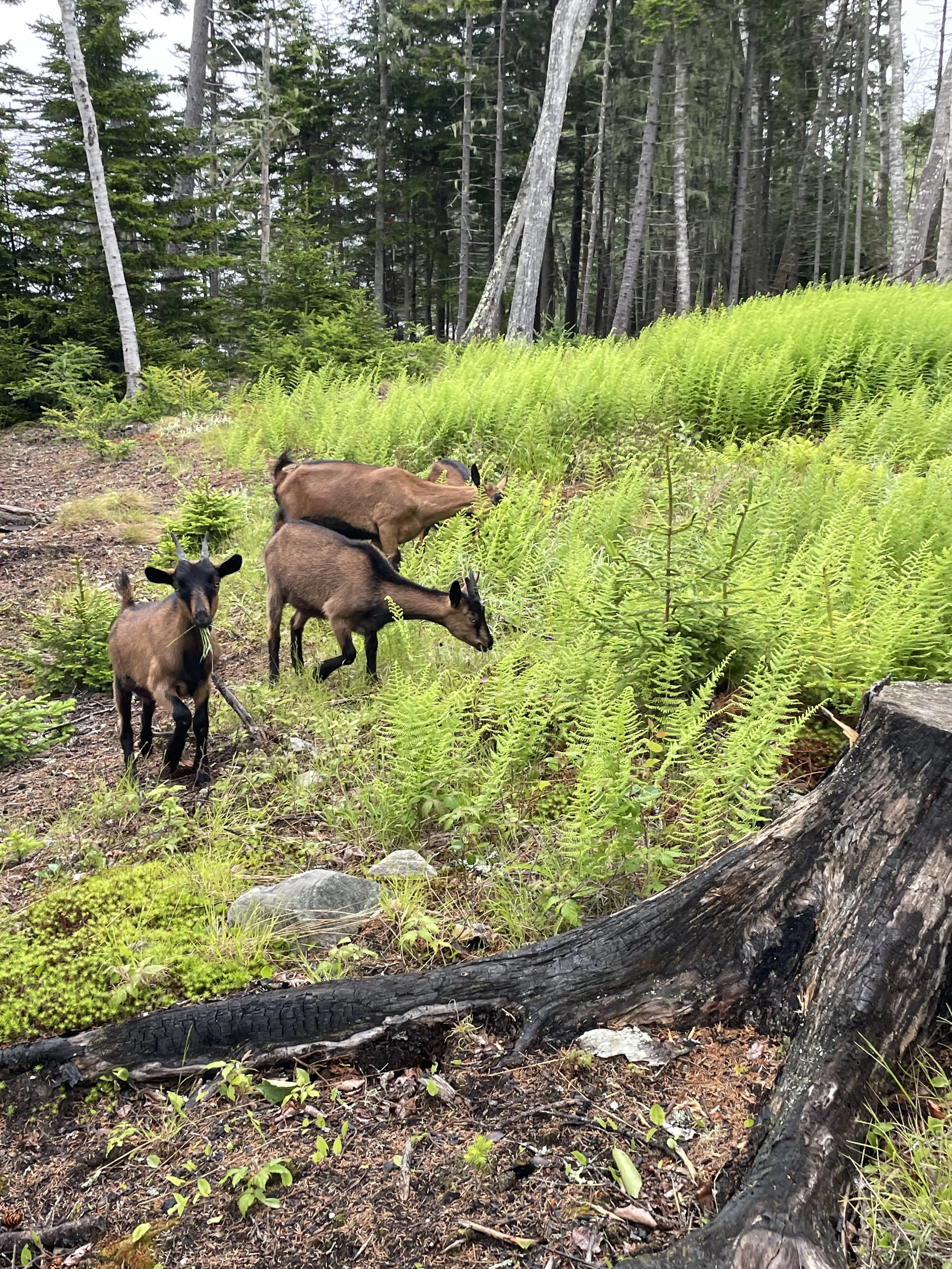 Three young goats foraging in a lush, green forest with tall trees and ferns.