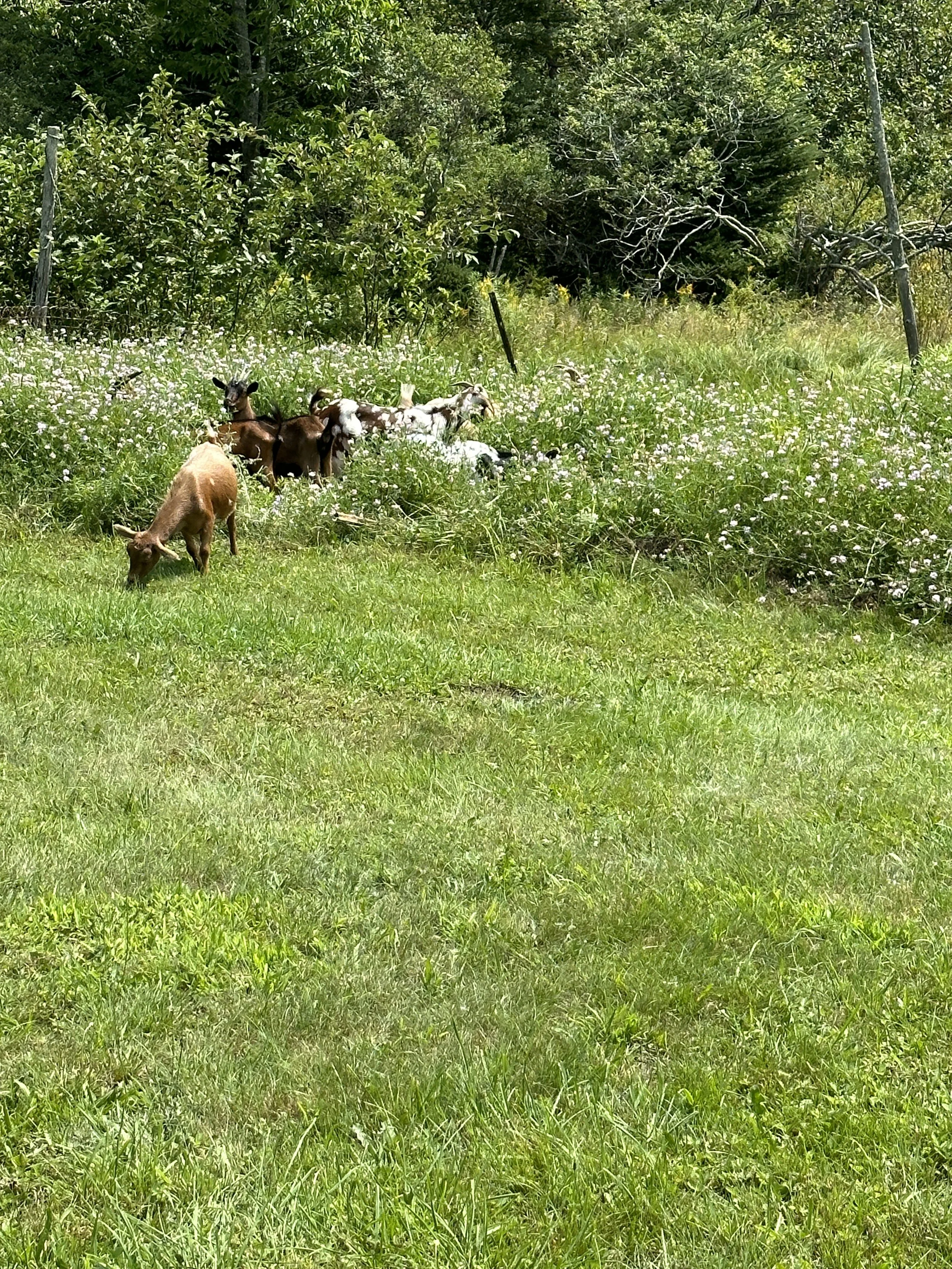 A small herd of goats grazing and resting in a grassy field with green trees and bushes in the background.