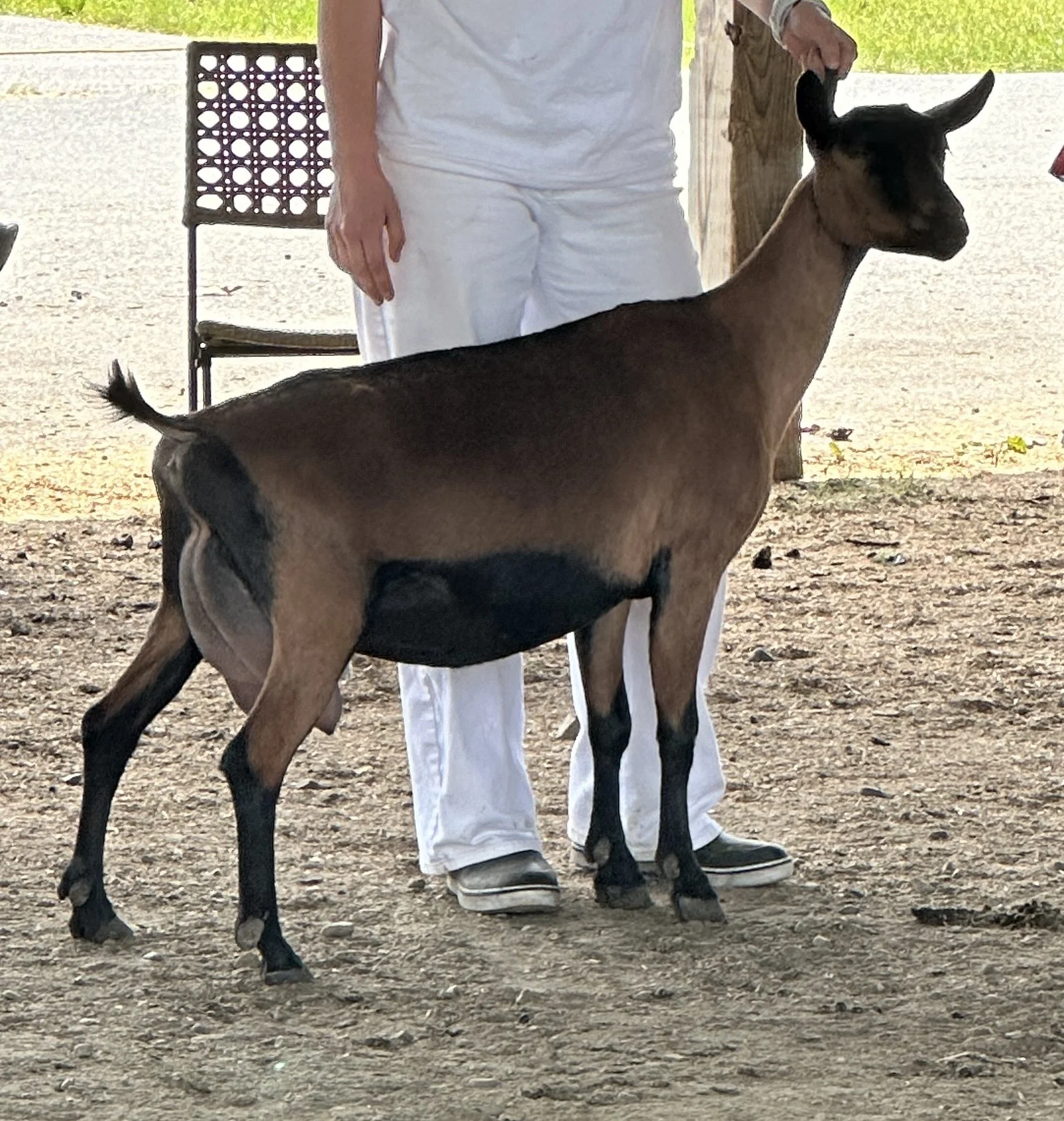 A person in white clothing is standing next to a young goat, holding its ear, outdoors on dirt ground with a chair and grassy area in the background.