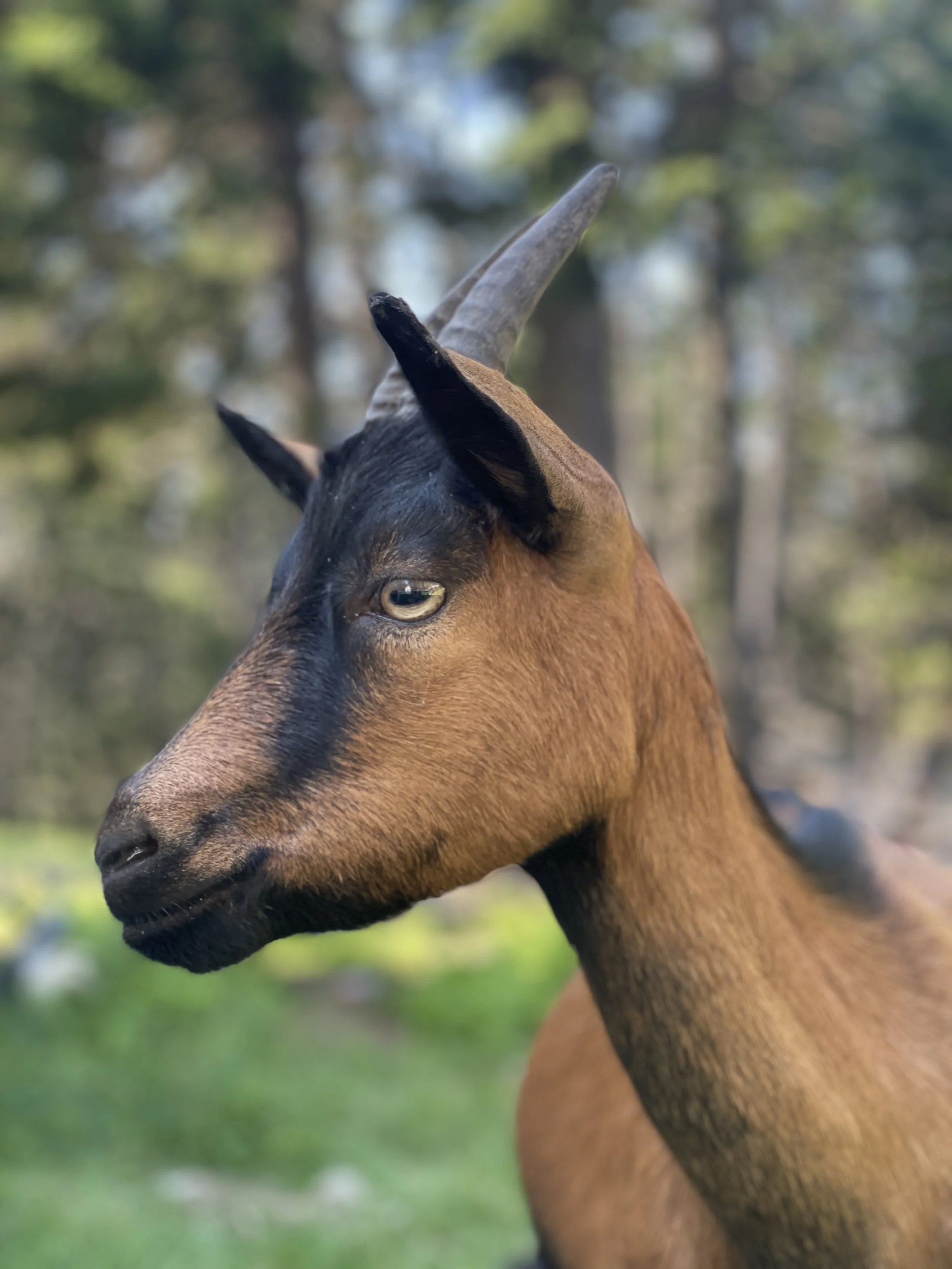 Close-up of a brown and black goat with curved horns, outdoors with blurred trees in the background.