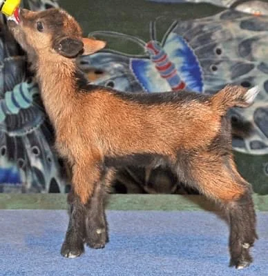 A young goat standing on a surface with a colorful butterfly background.