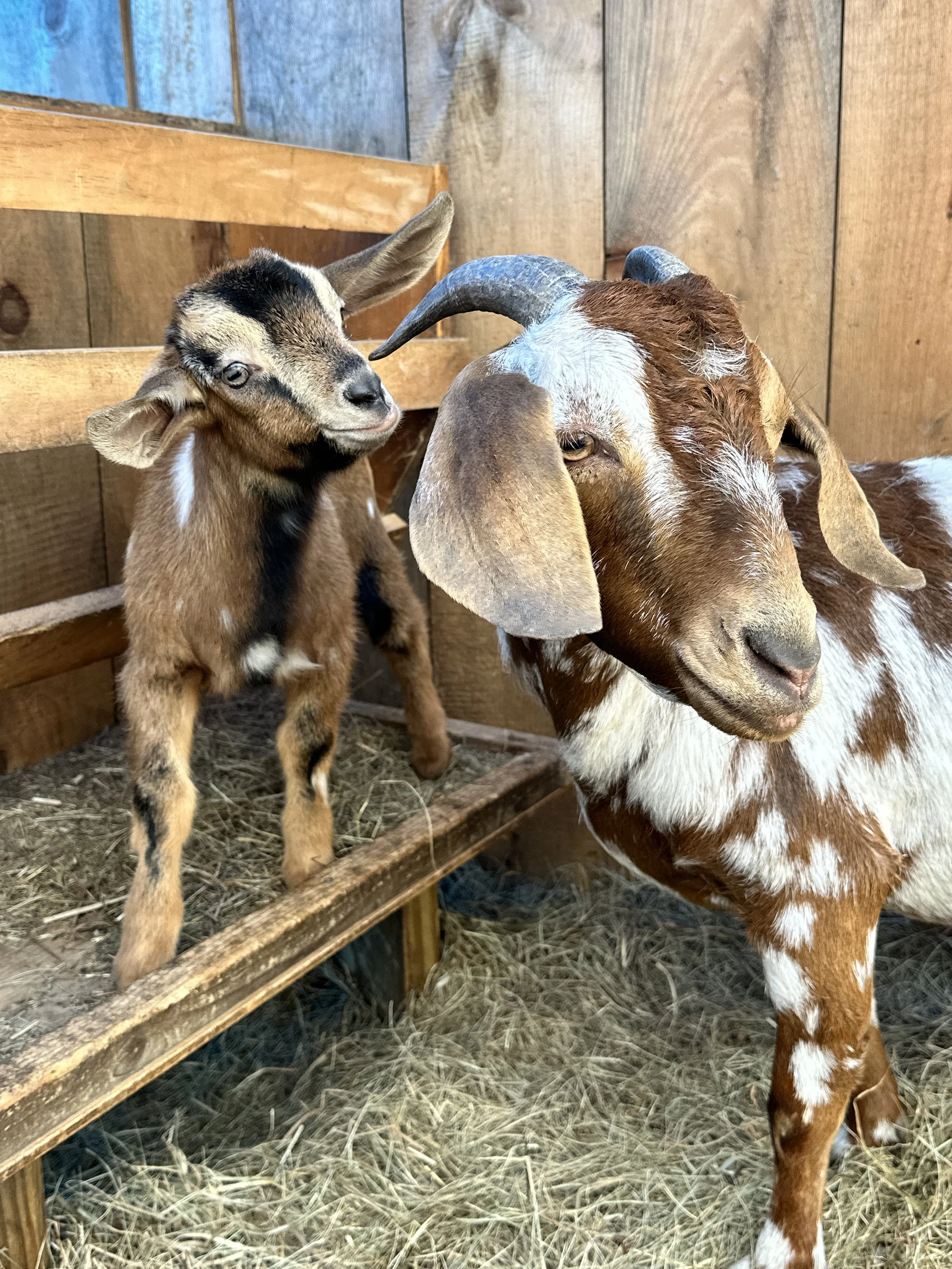 A baby goat standing on a wooden platform and an adult goat standing beside it, inside a barn with wooden walls.