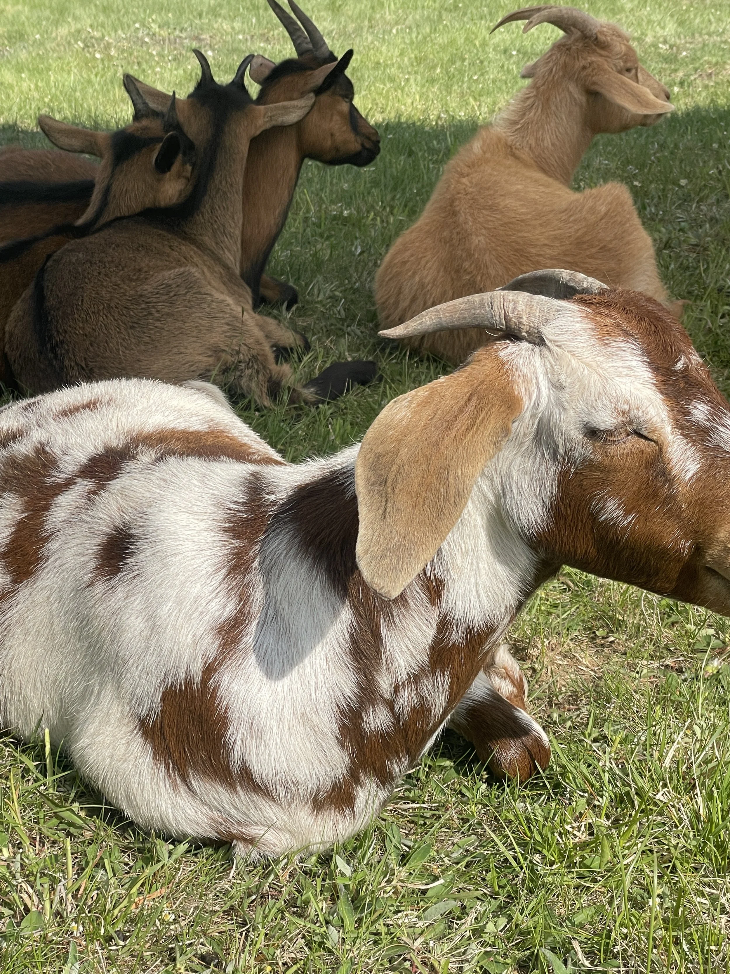 Several goats with different coat colors resting on green grass outdoors.