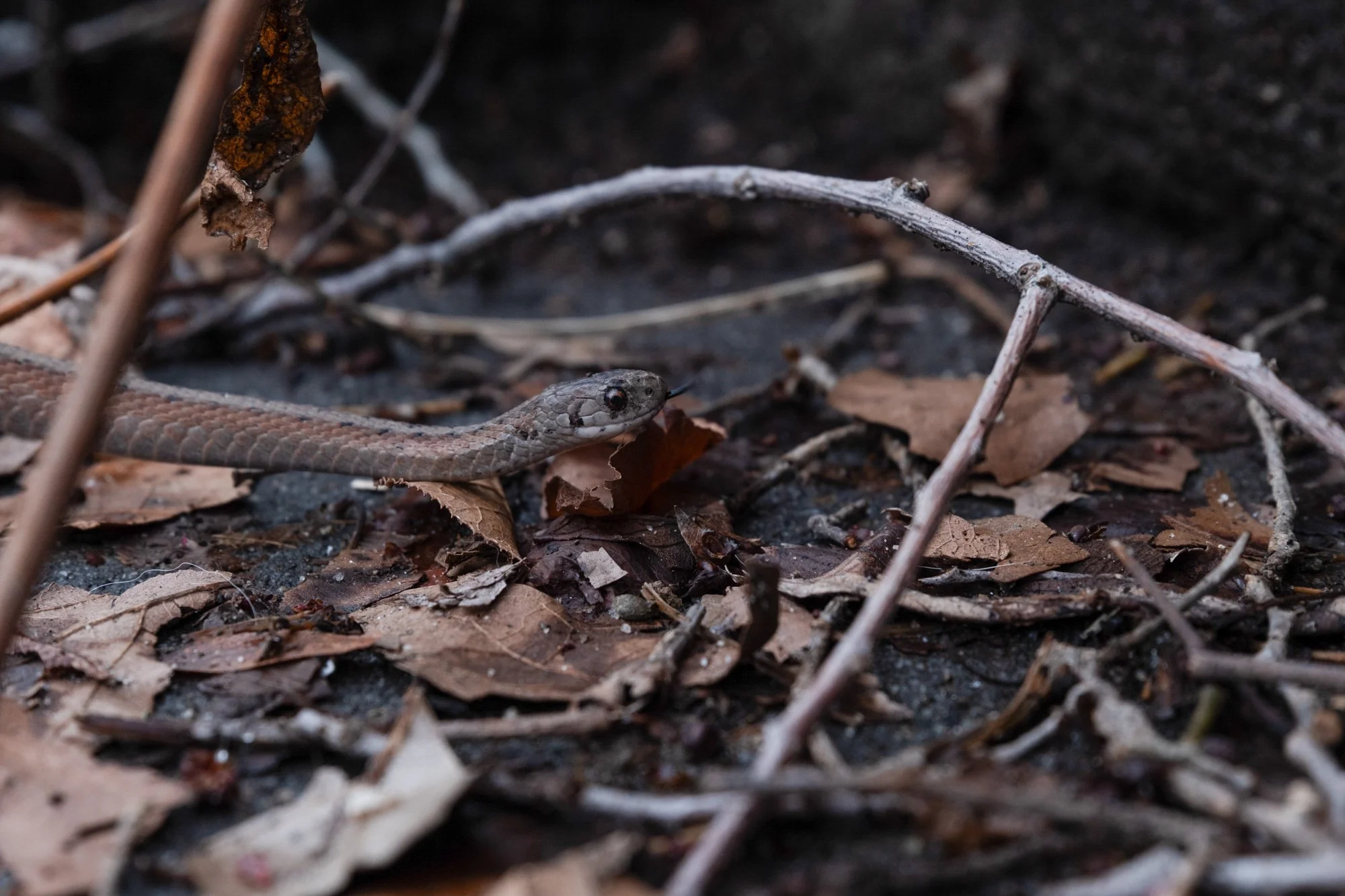2026_03_08_SnakeMorningside_MD20260308_1186.jpg