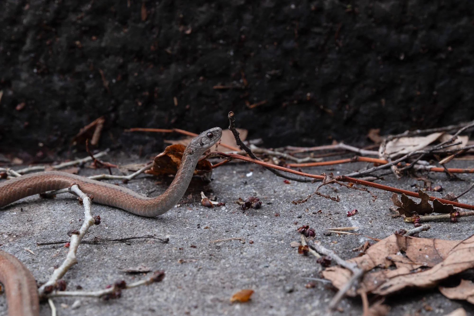2026_03_08_SnakeMorningside_MD20260308_1169.jpg
