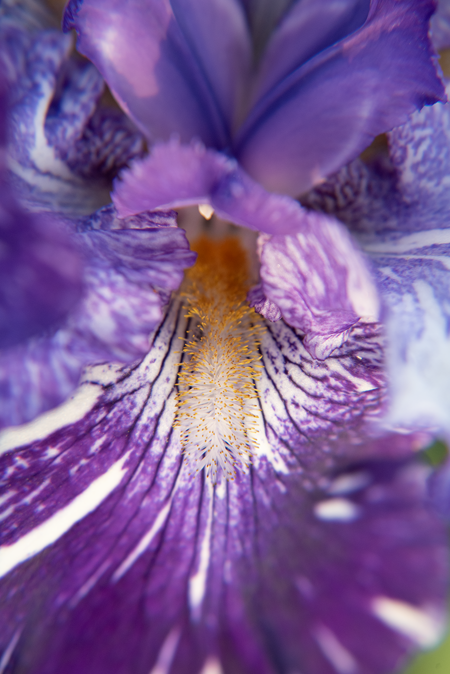Iris Flower Closeup