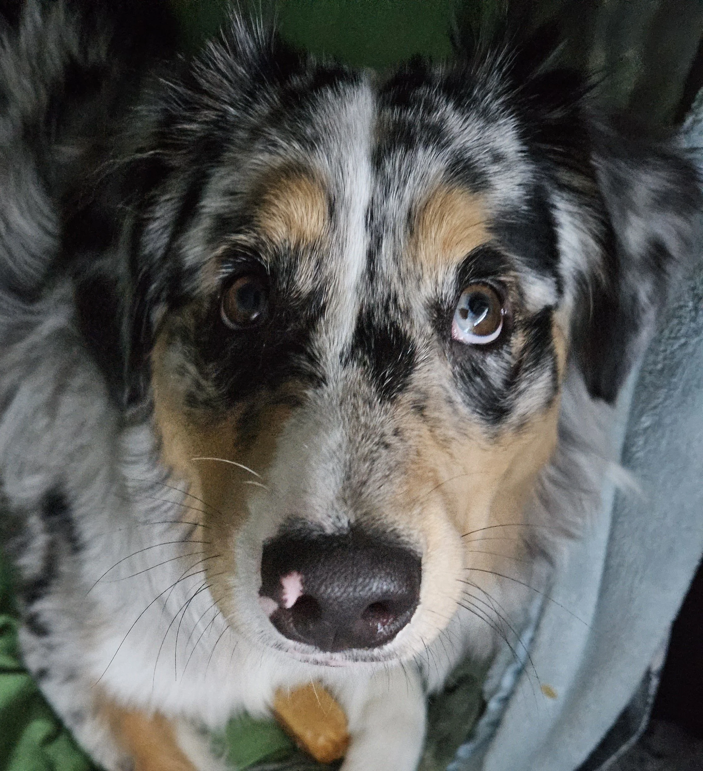 r and s dog training.jpg