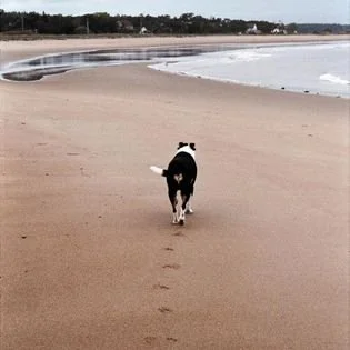 How I found my heart dog, Chance